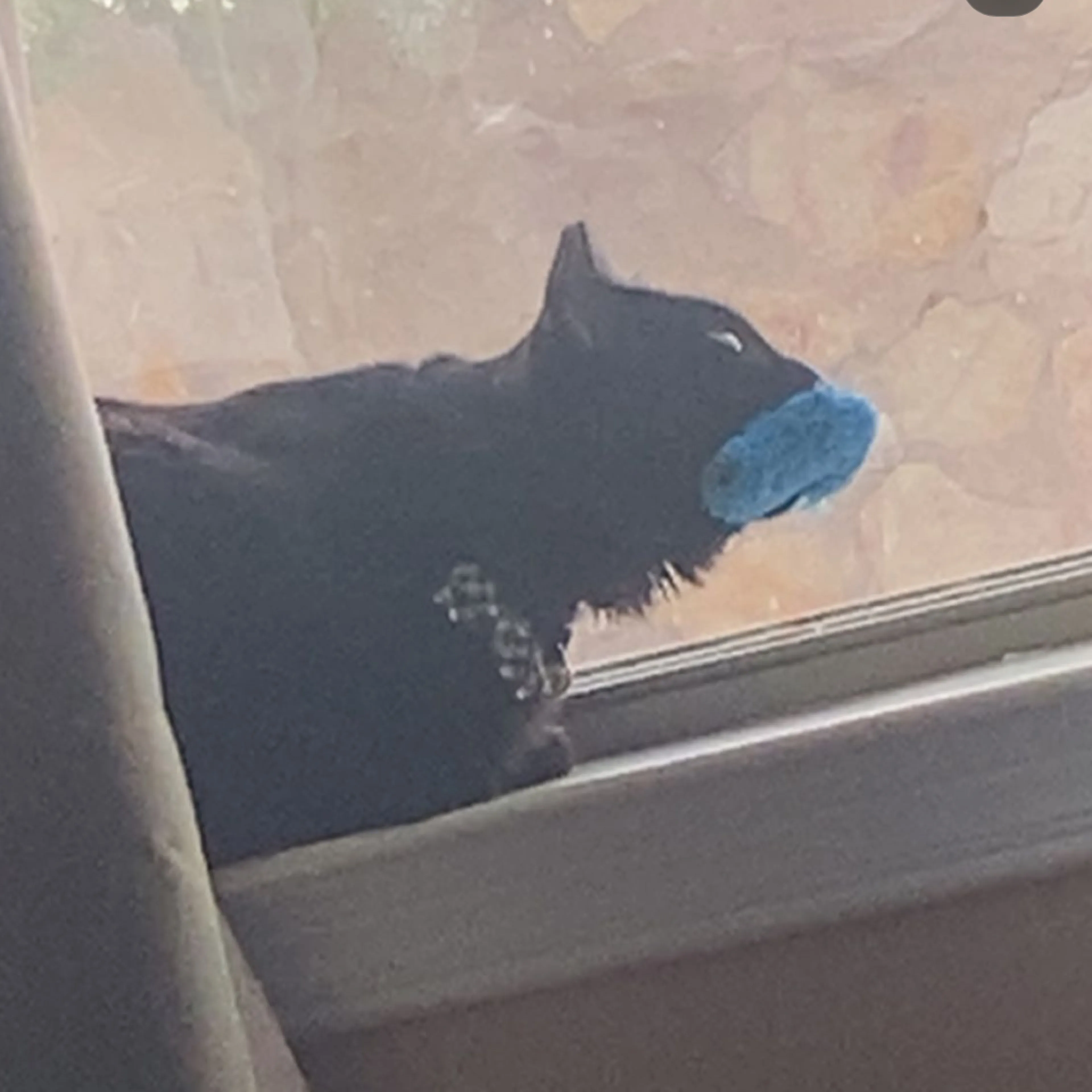 Lost pet-0