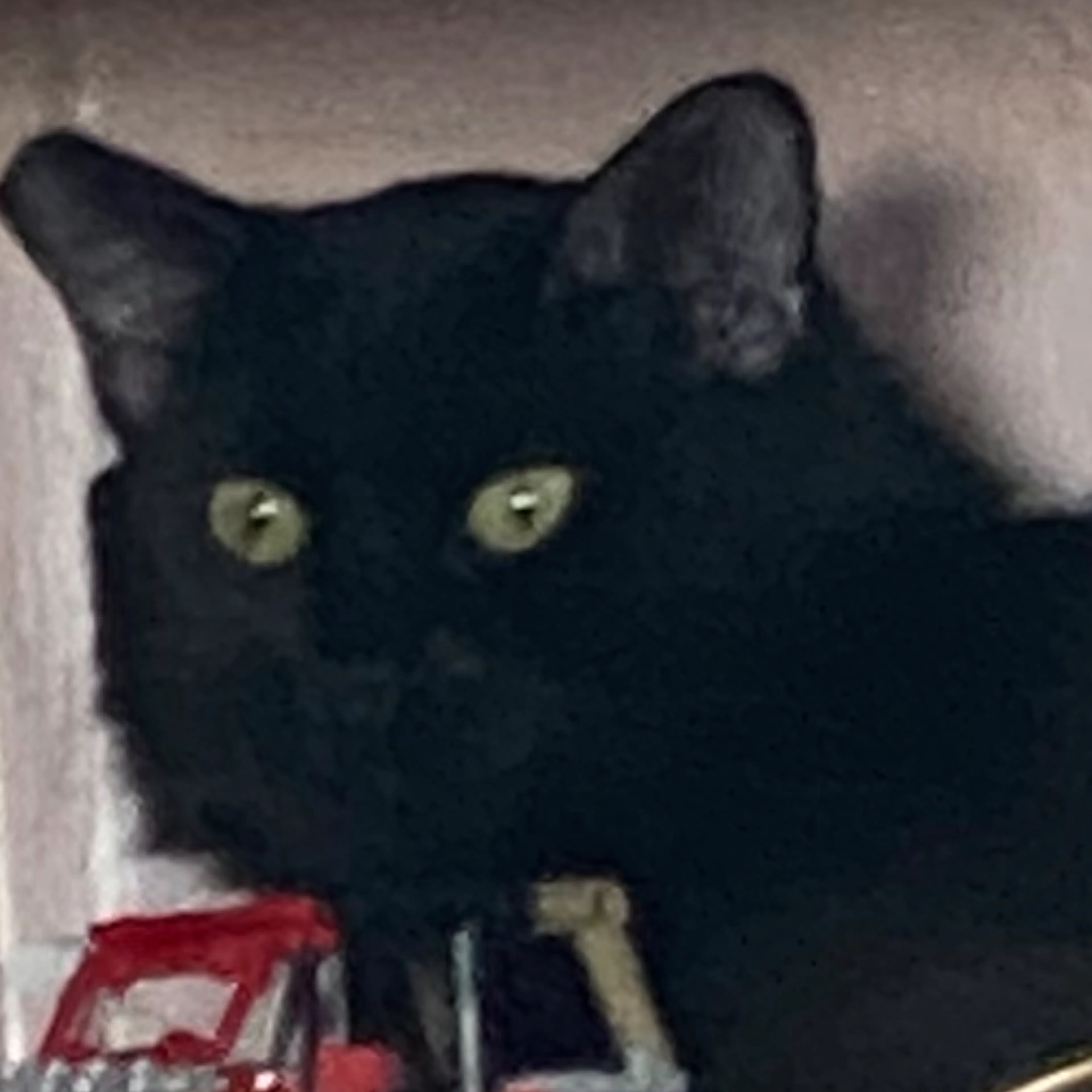 Lost pet-2