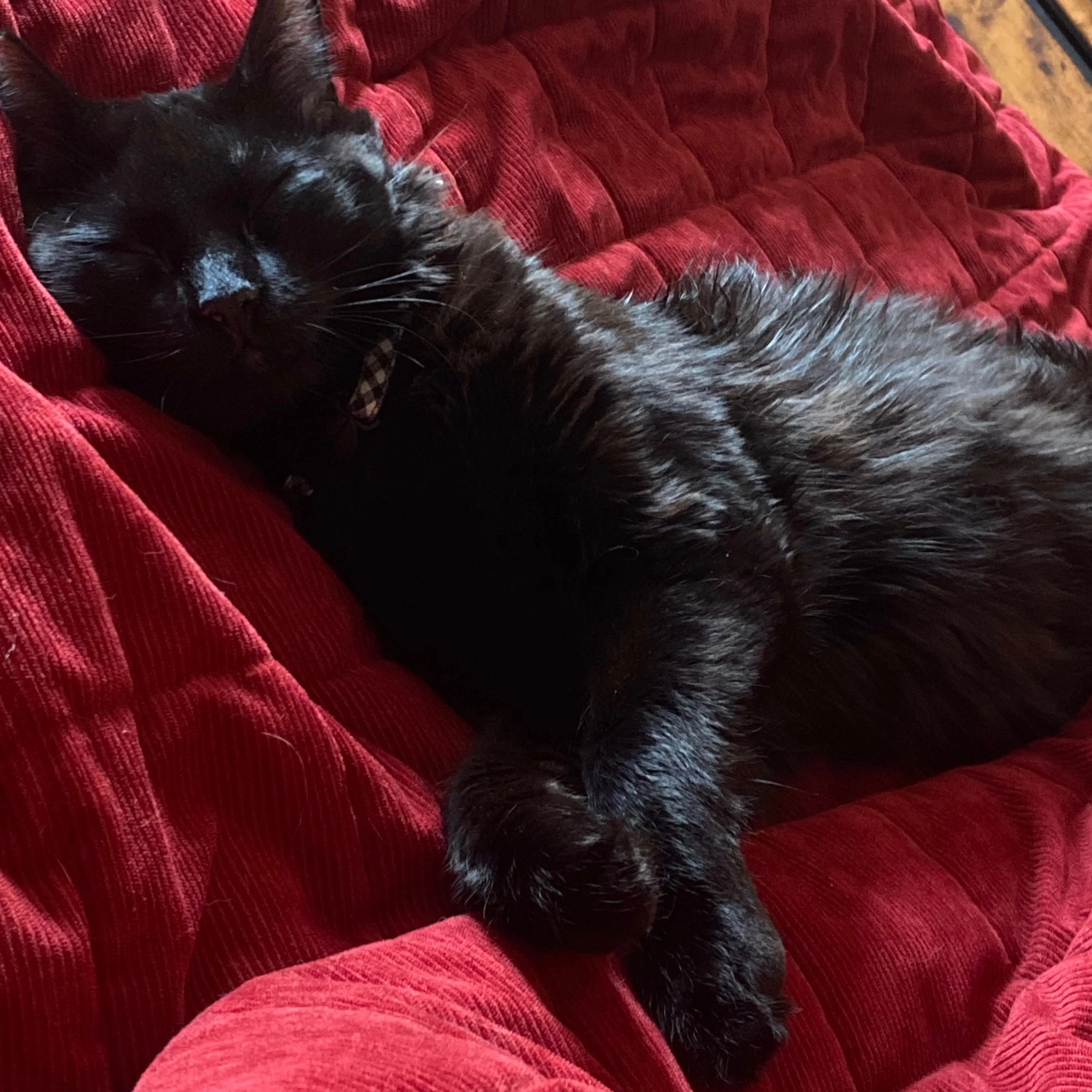 Lost pet-3