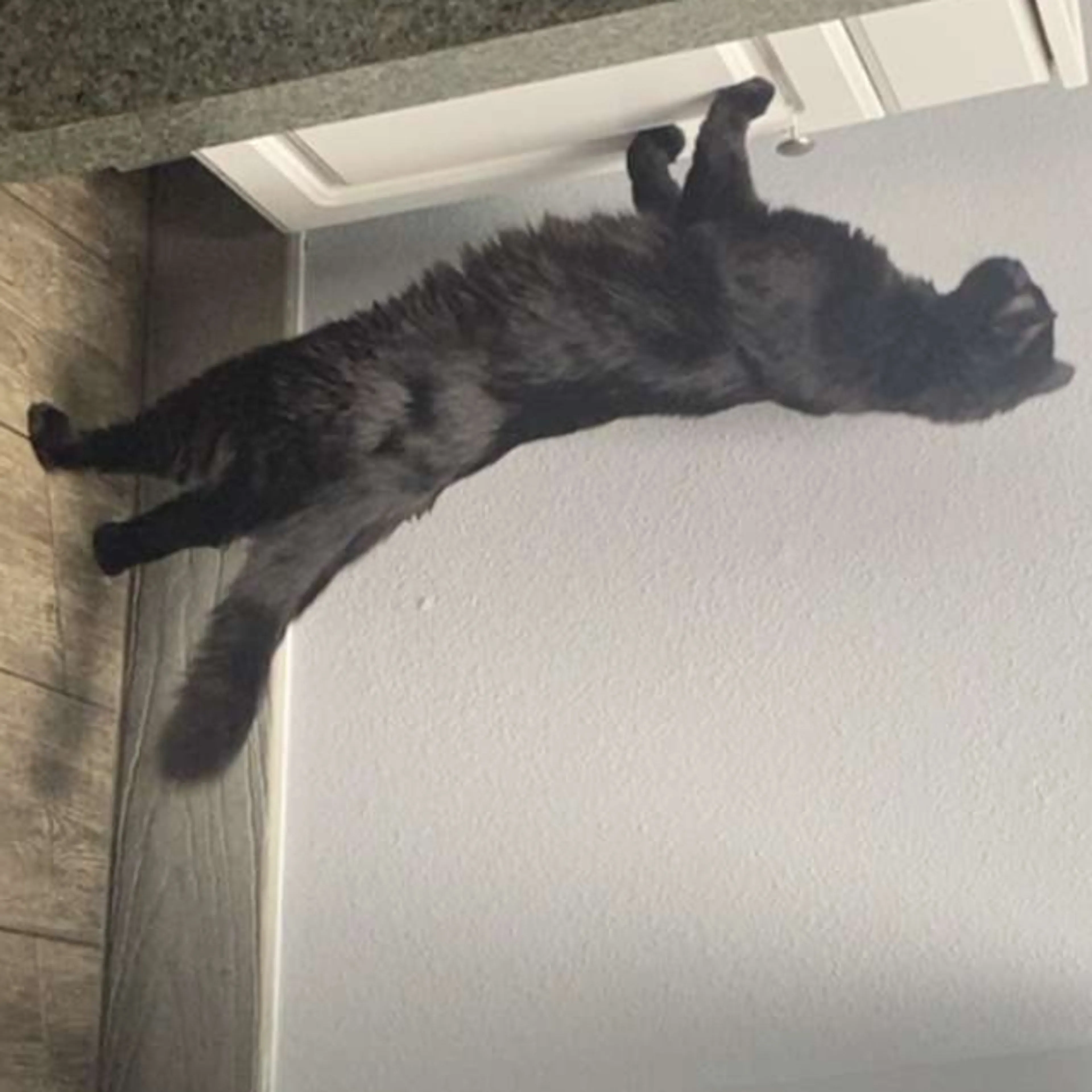 Lost pet-1