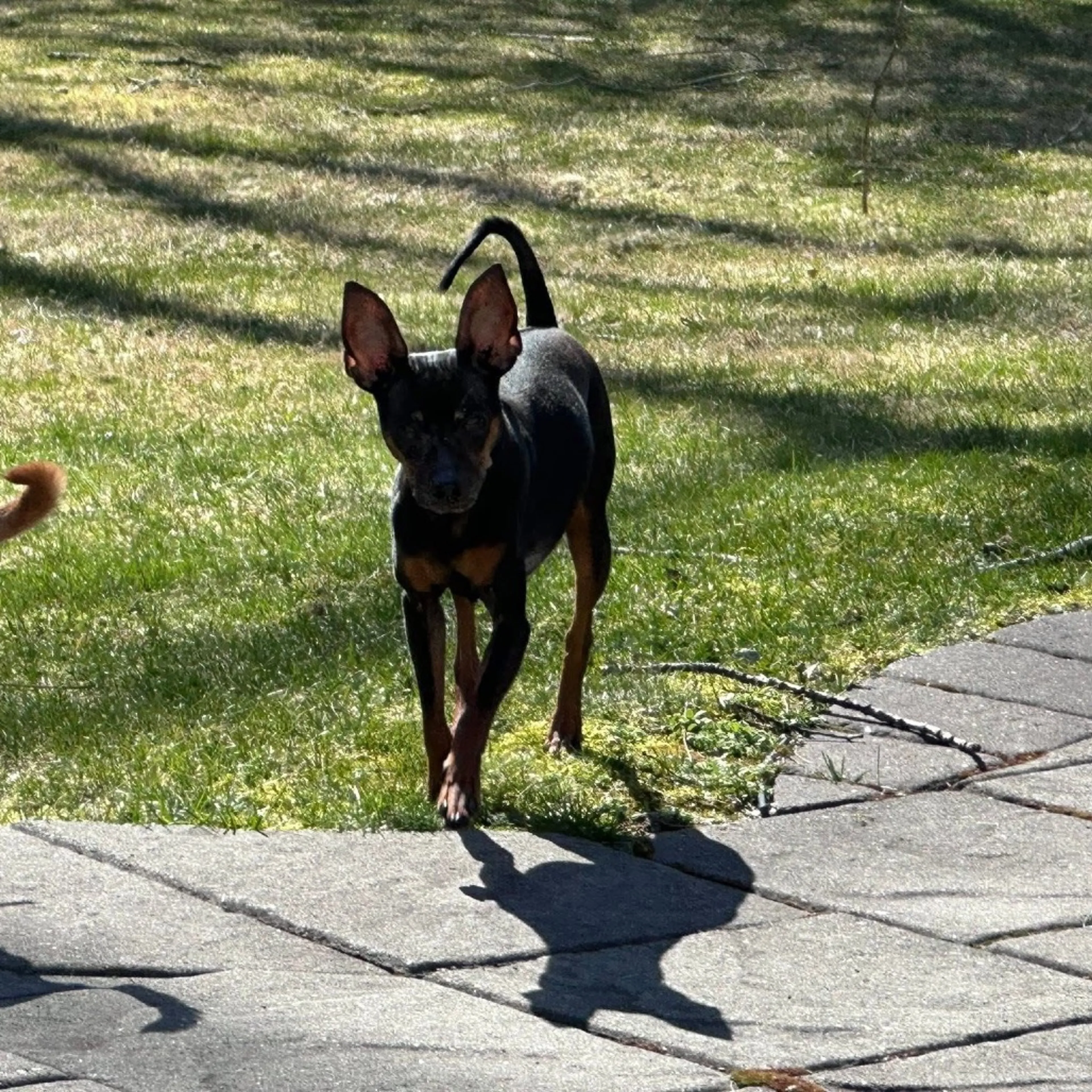 Found pet-1