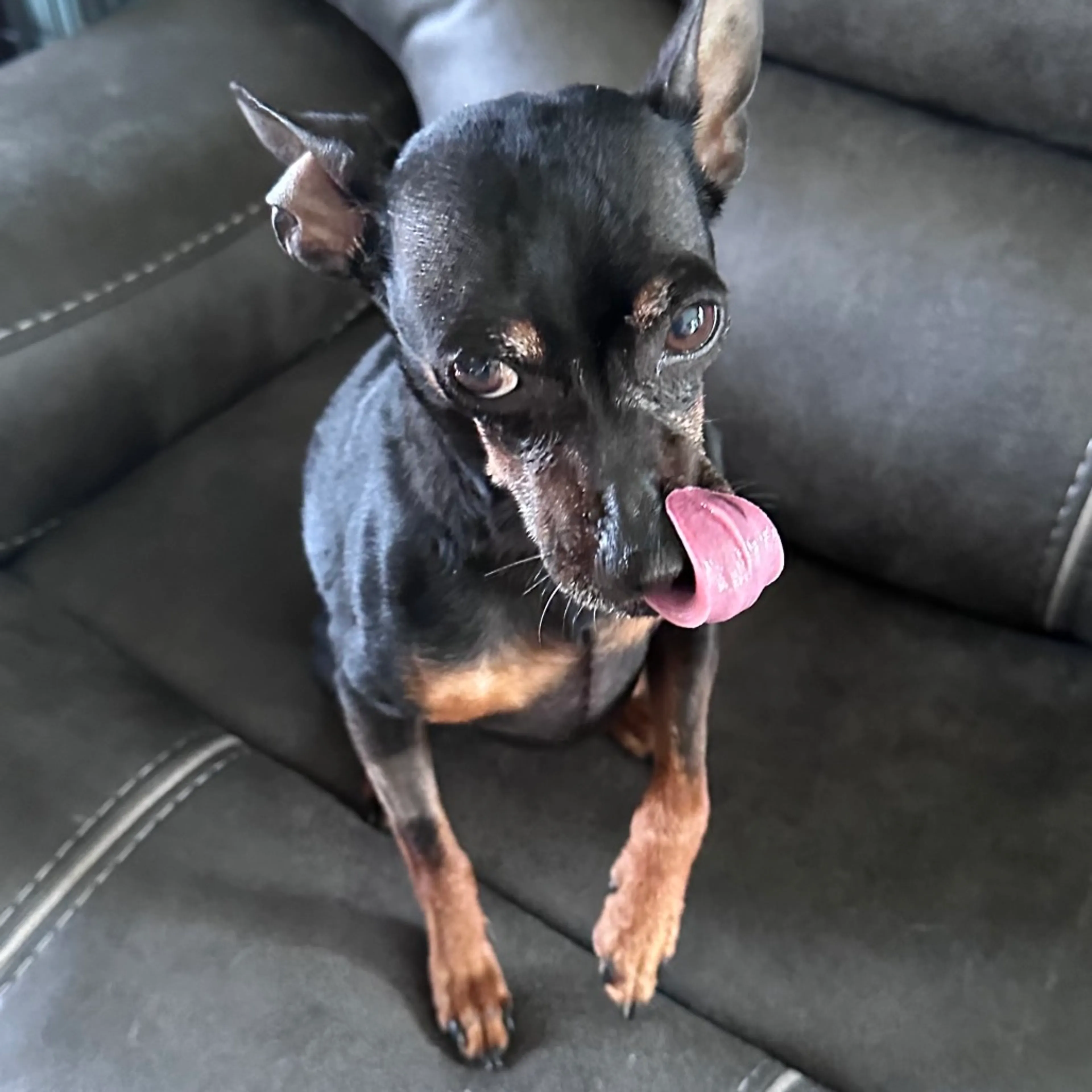 Found pet-2