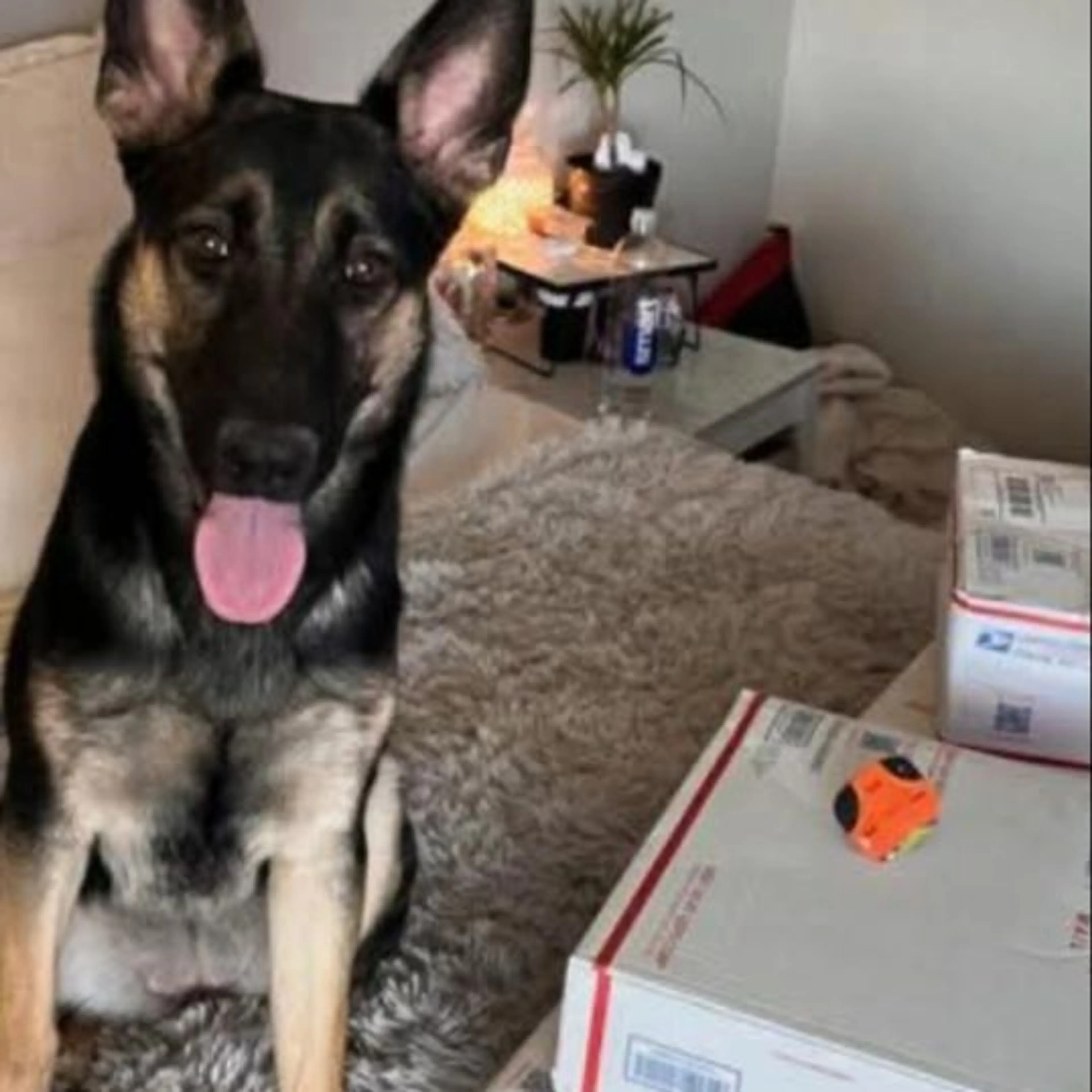 Lost pet-0