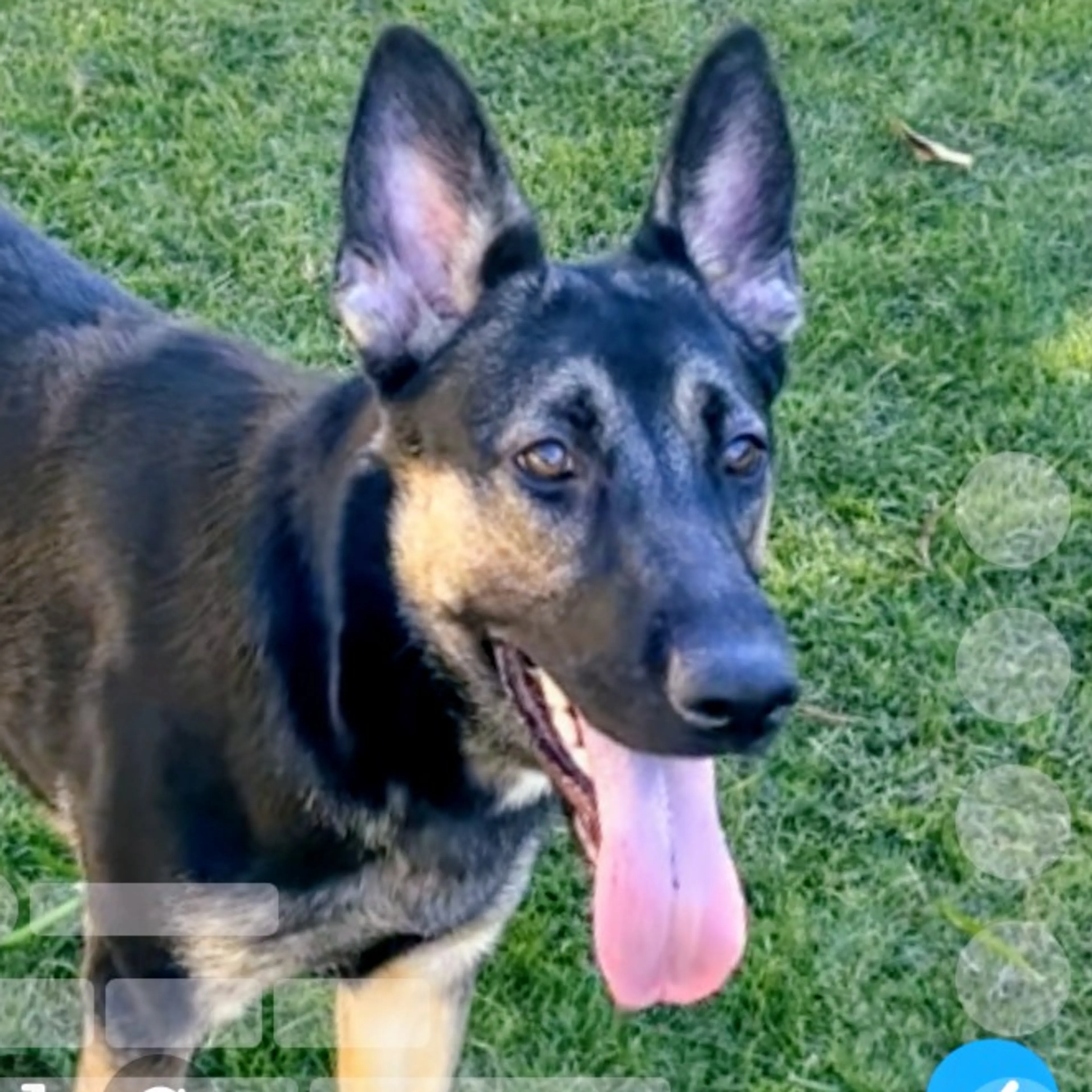 Lost pet-2