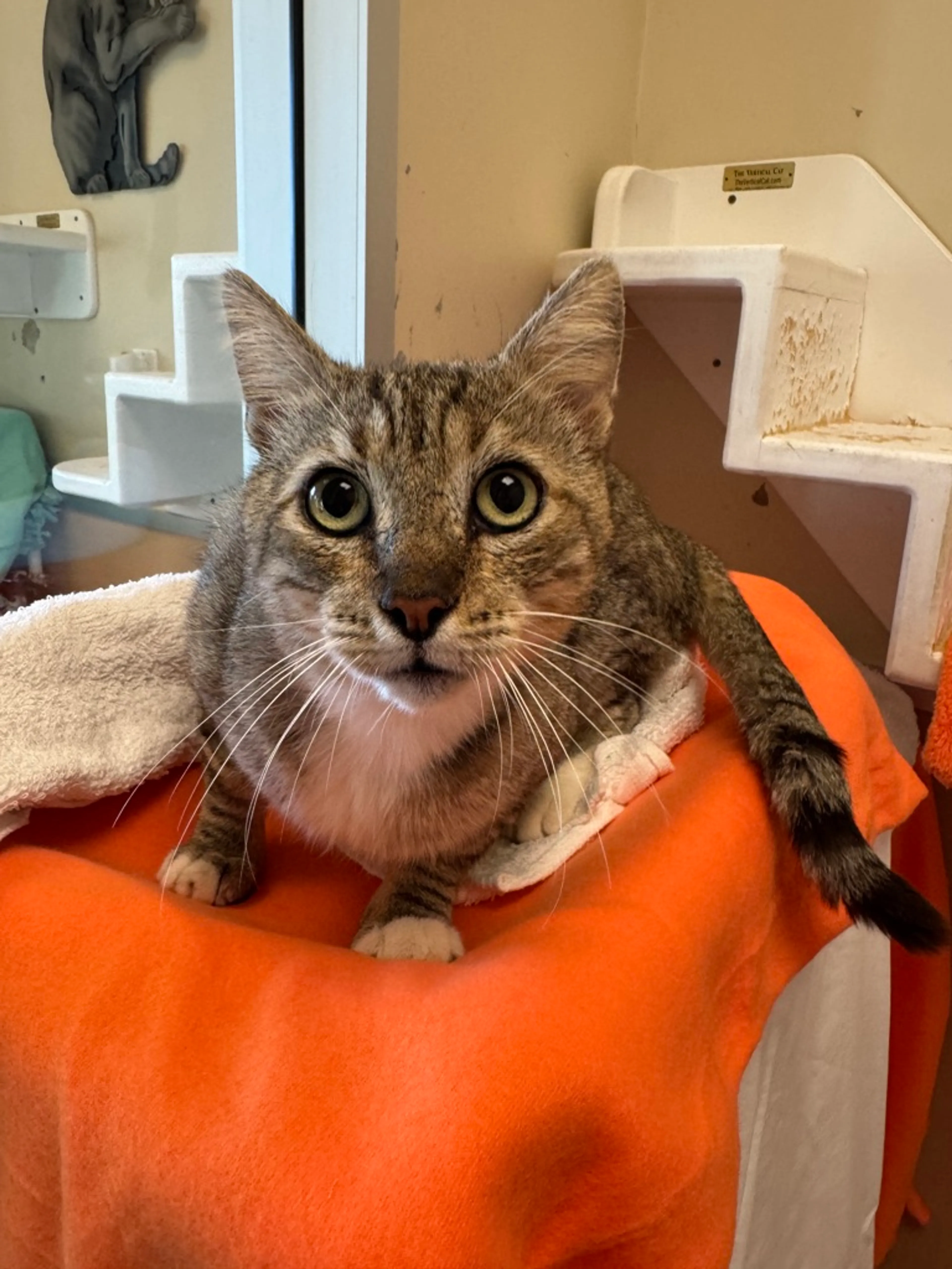 Found pet-3