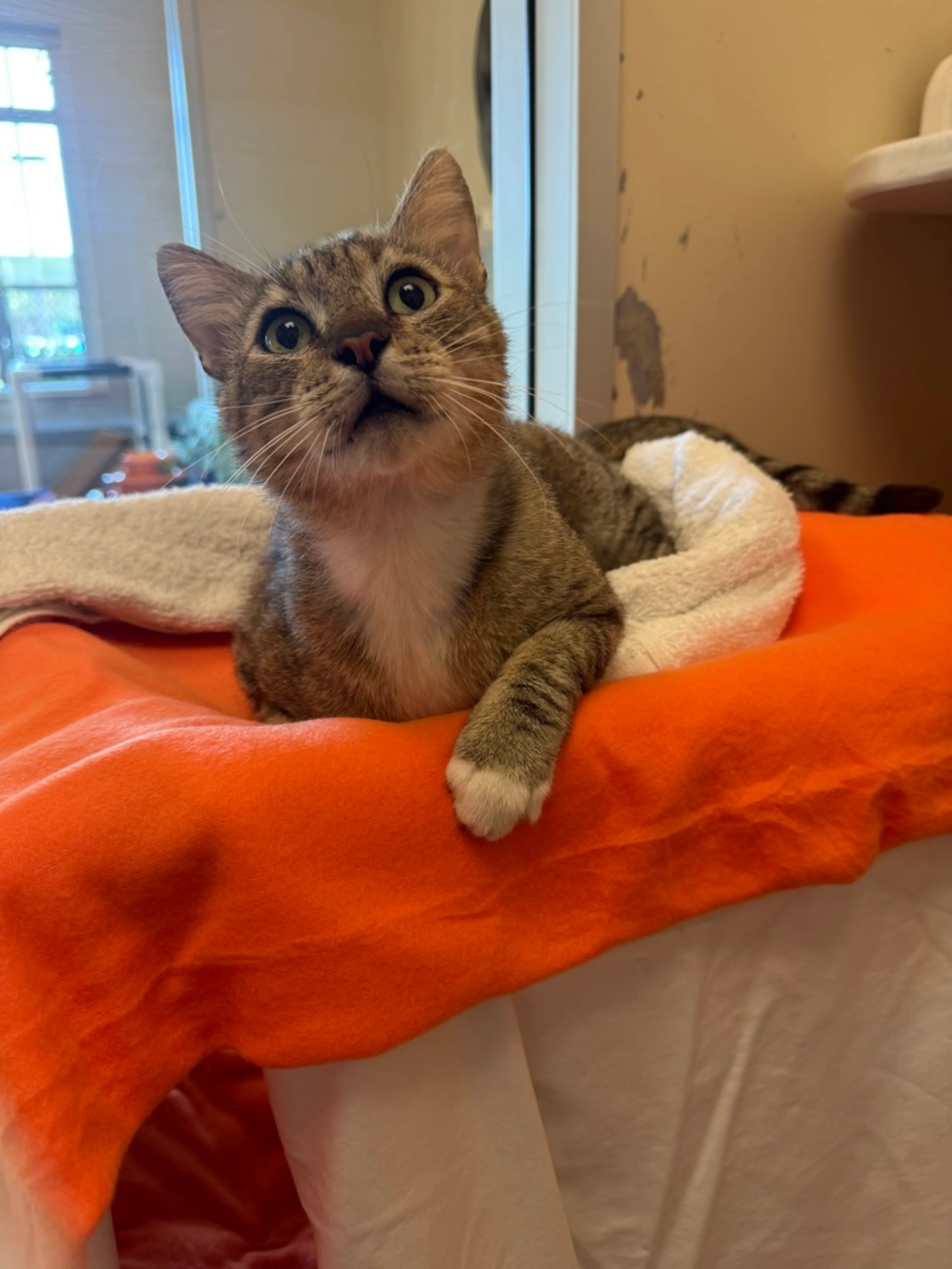 Found pet-4
