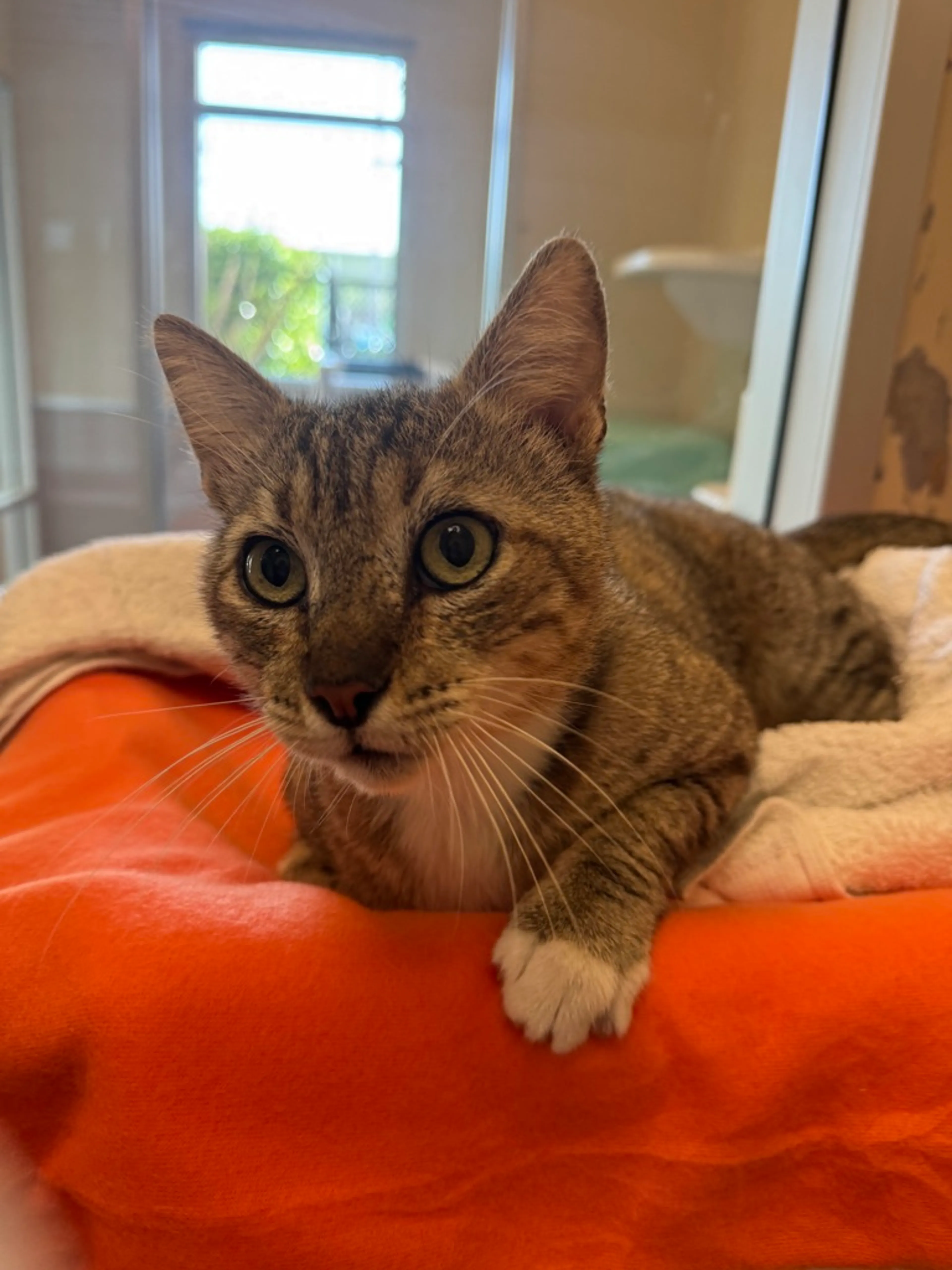 Found pet-2