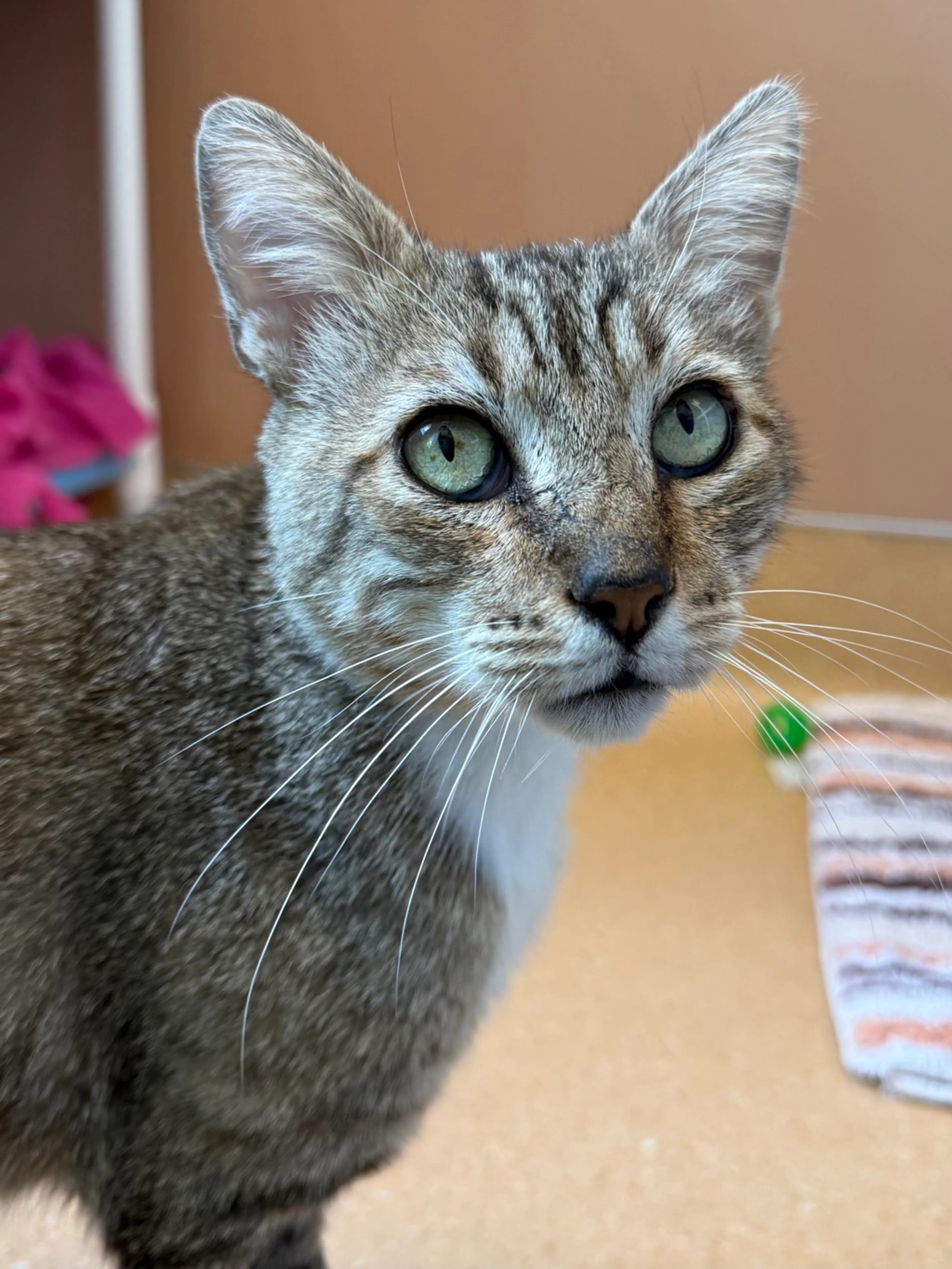 Found pet-1