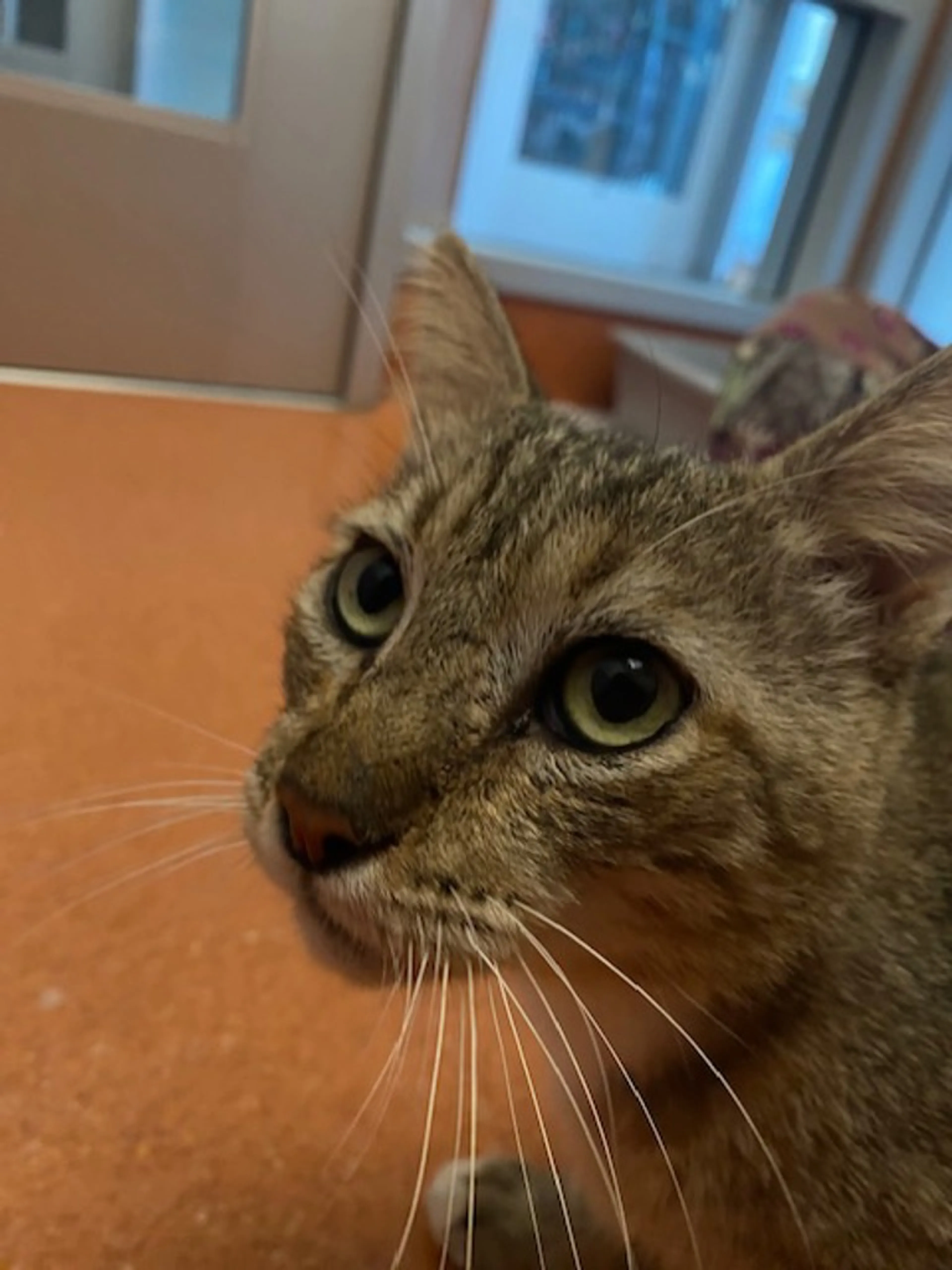 Found pet-5