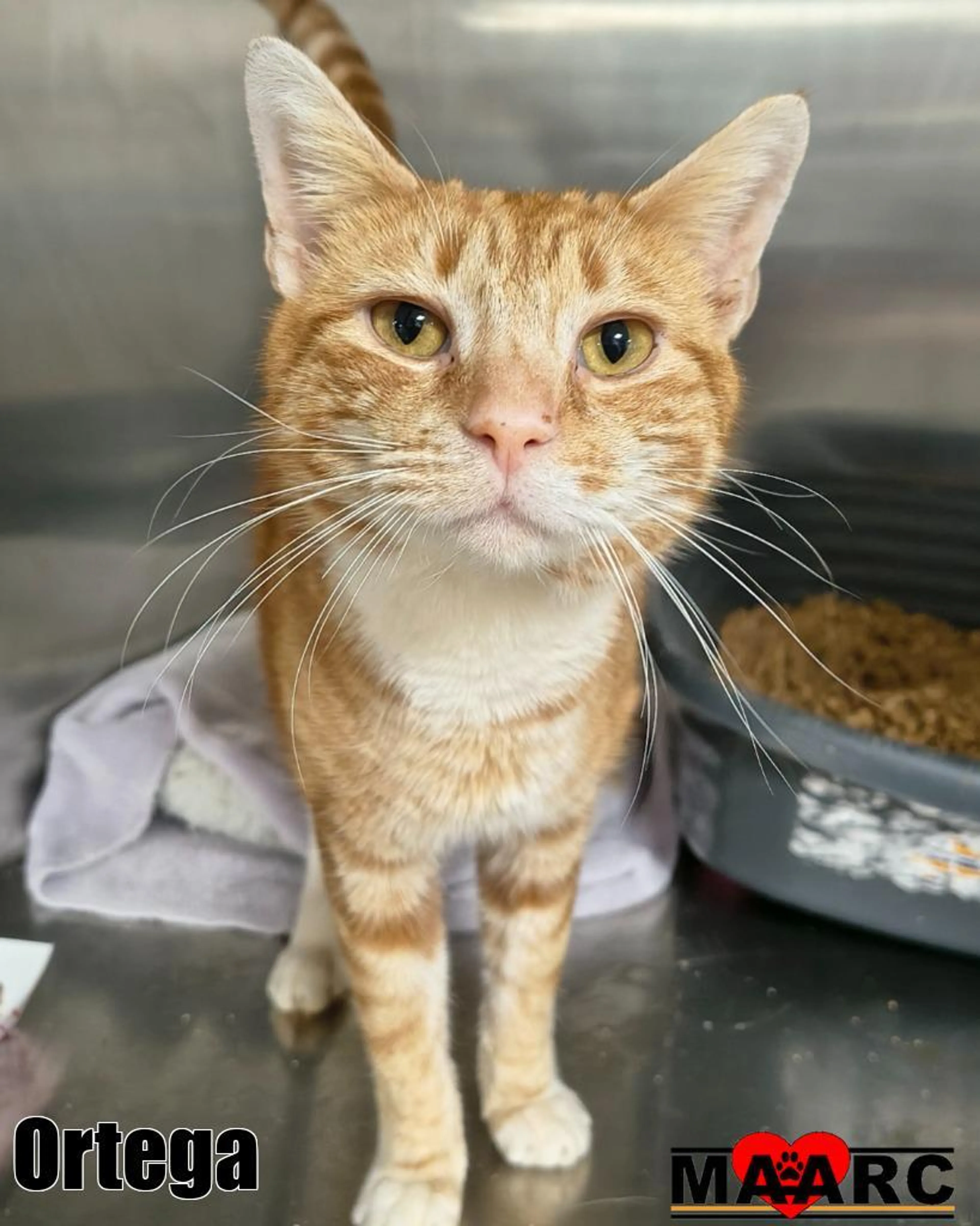 Found pet-2