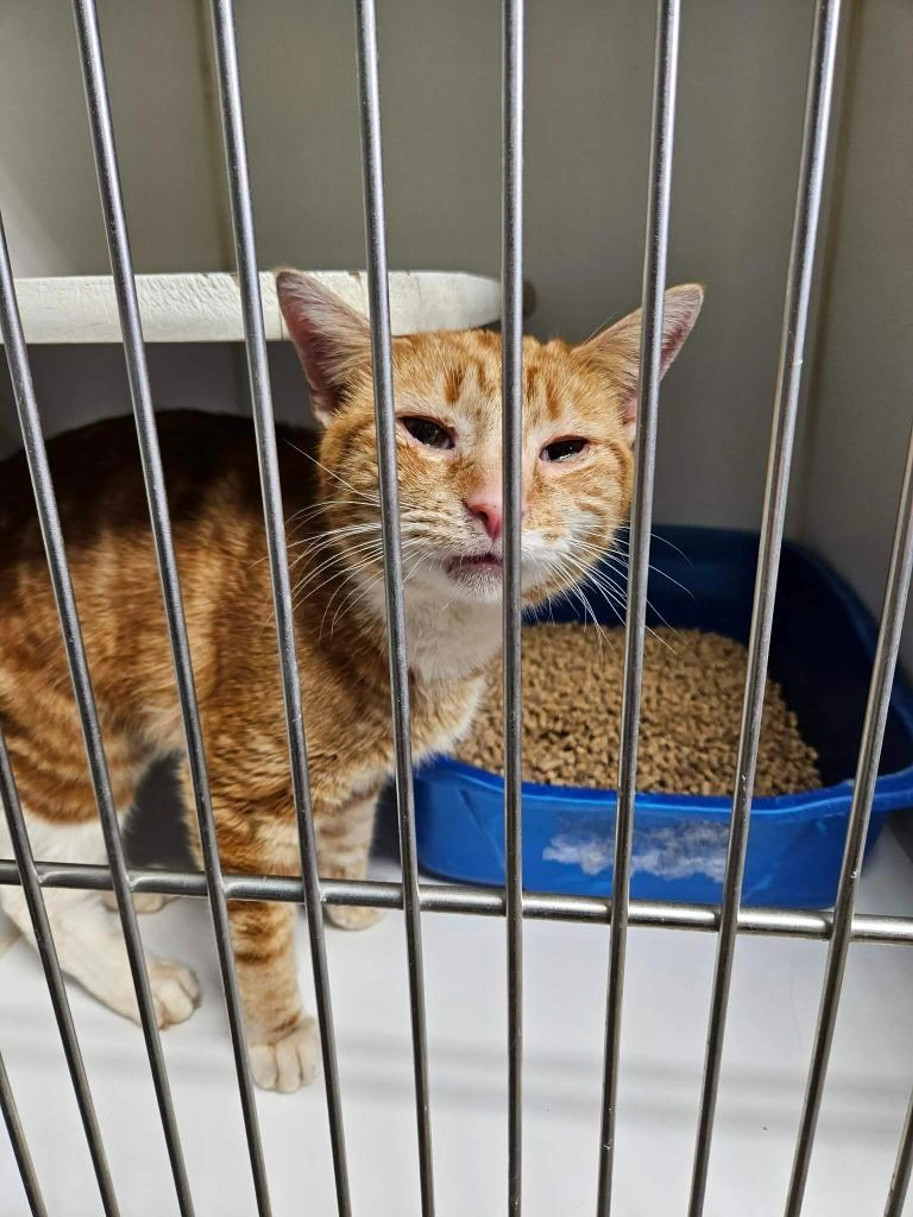 Found pet-1