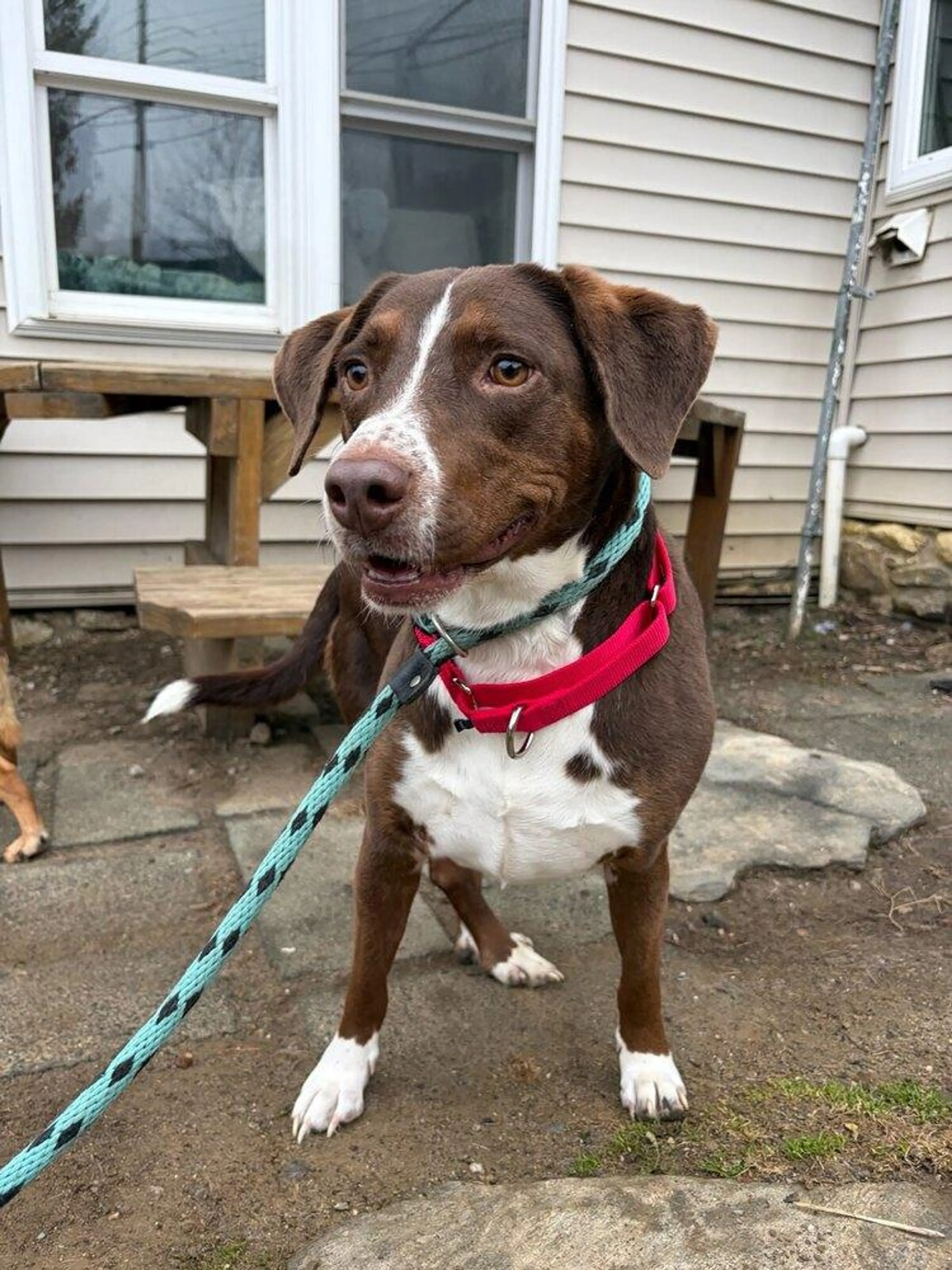 Found pet-1