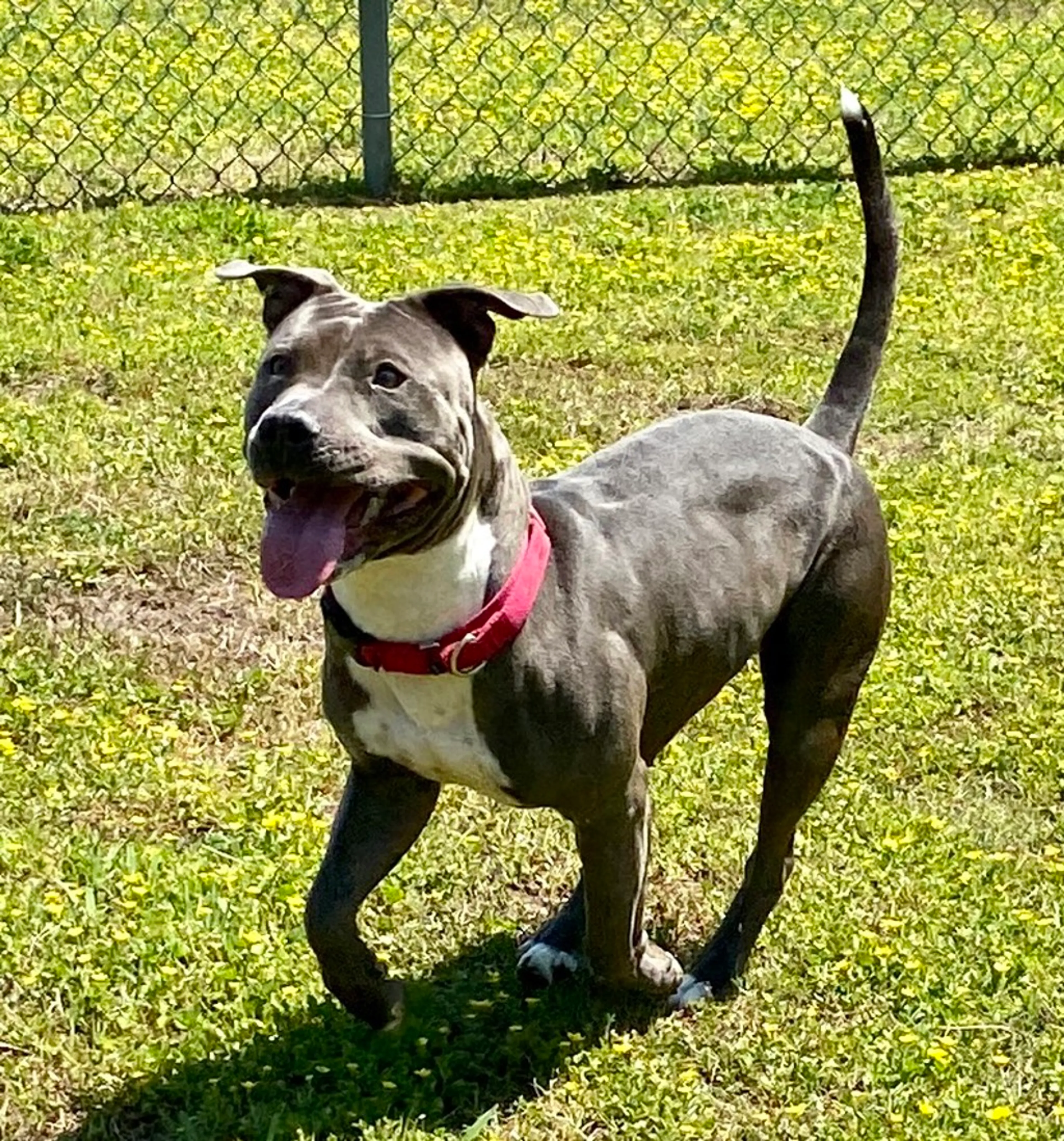 Found pet-2