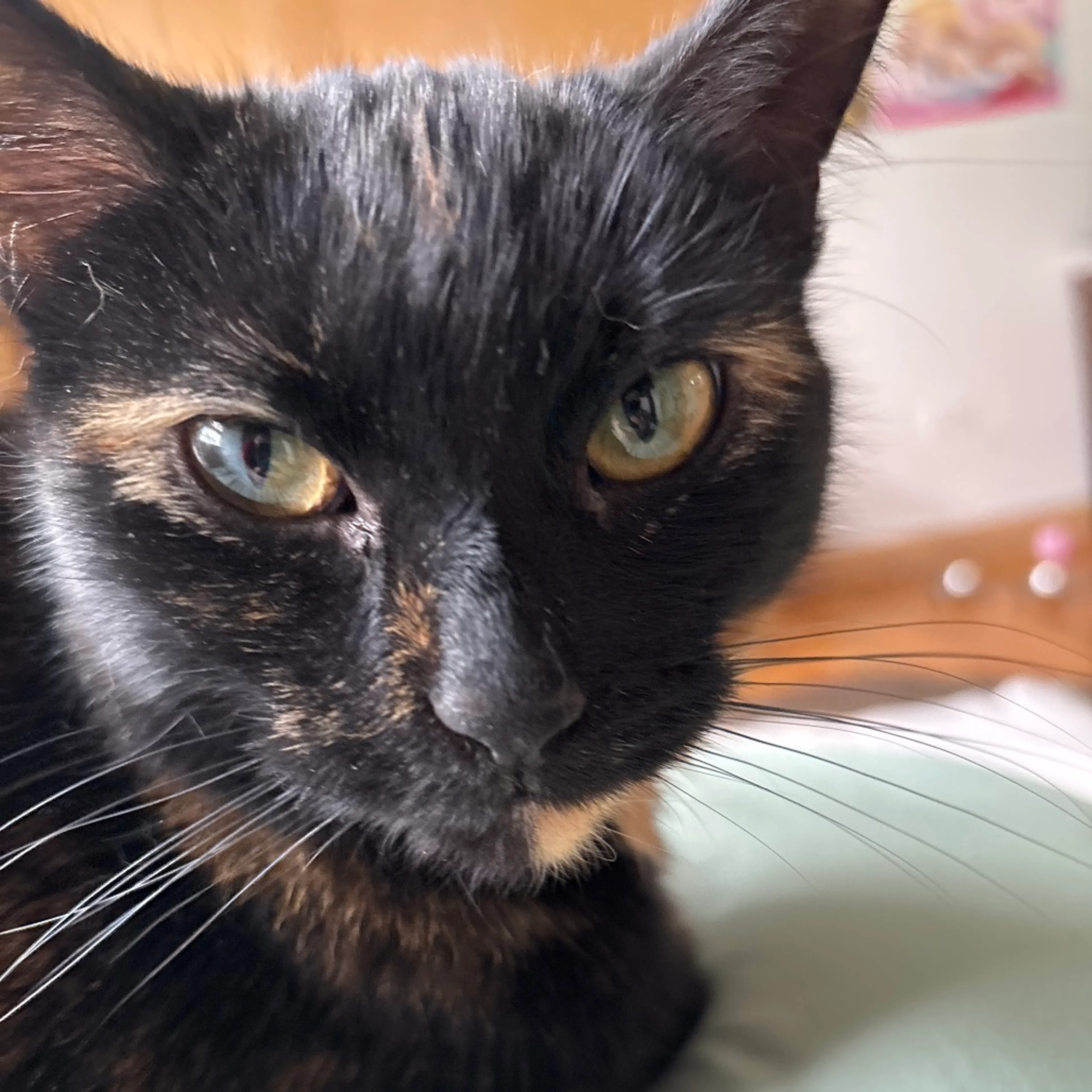 Found pet-1