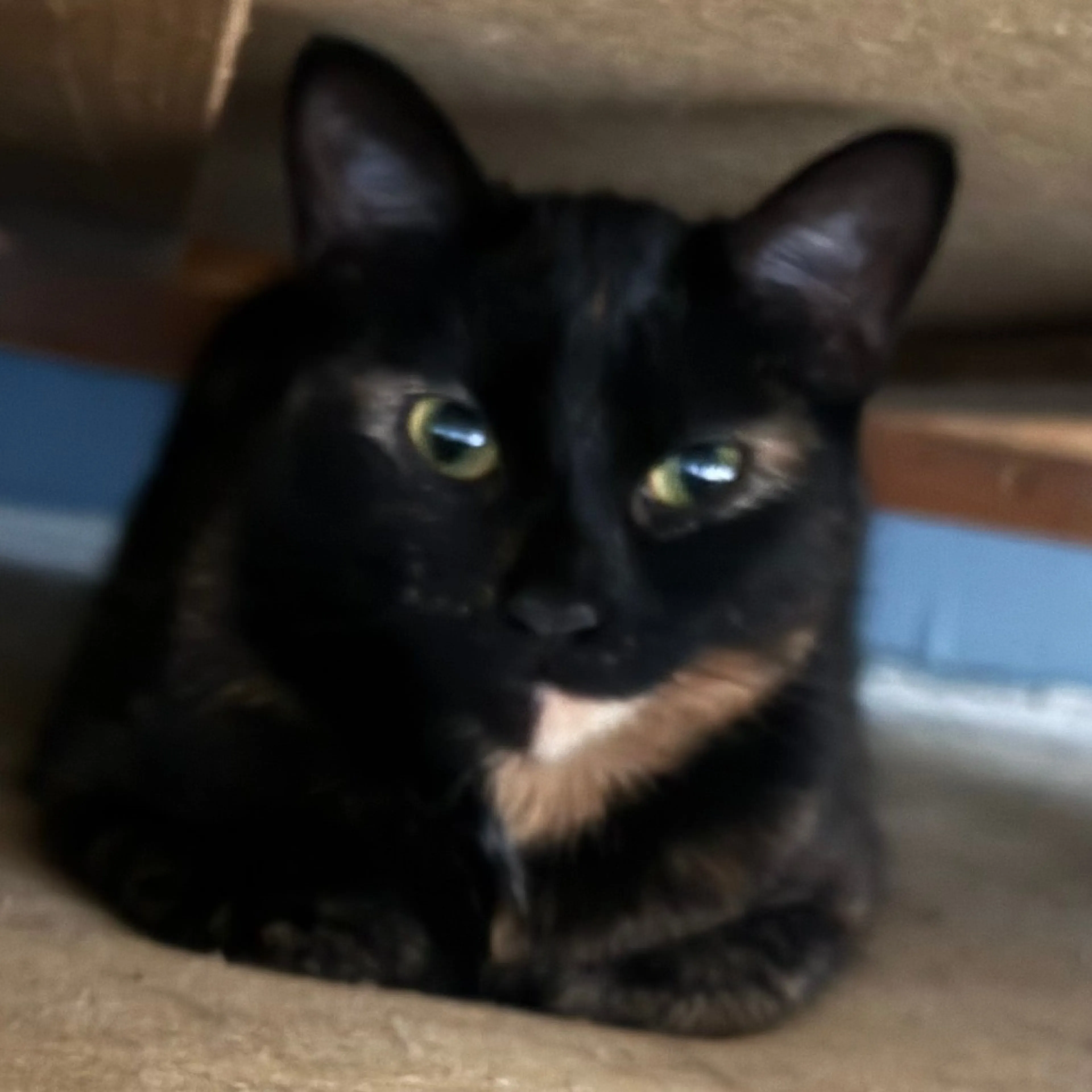 Found pet-5