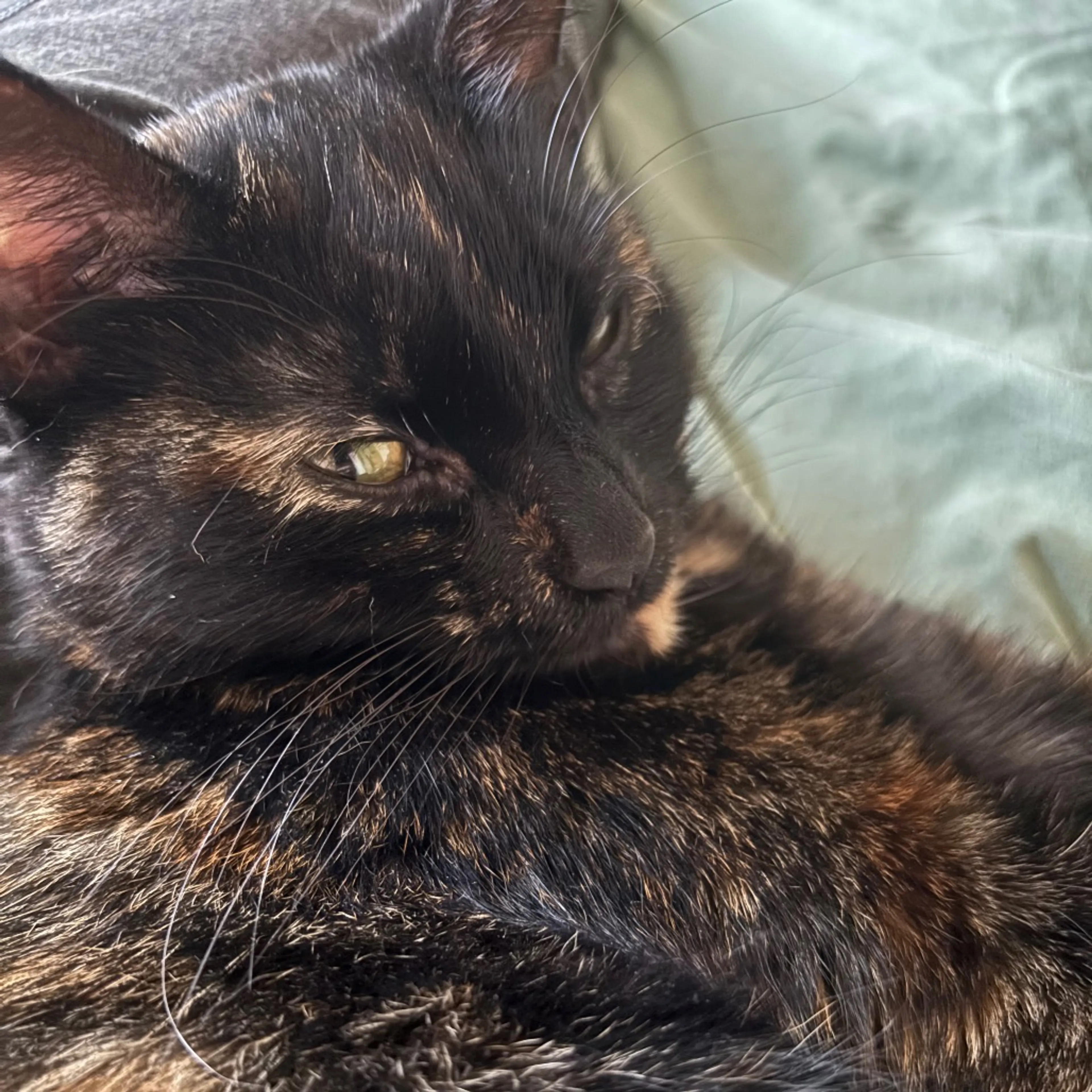 Found pet-4