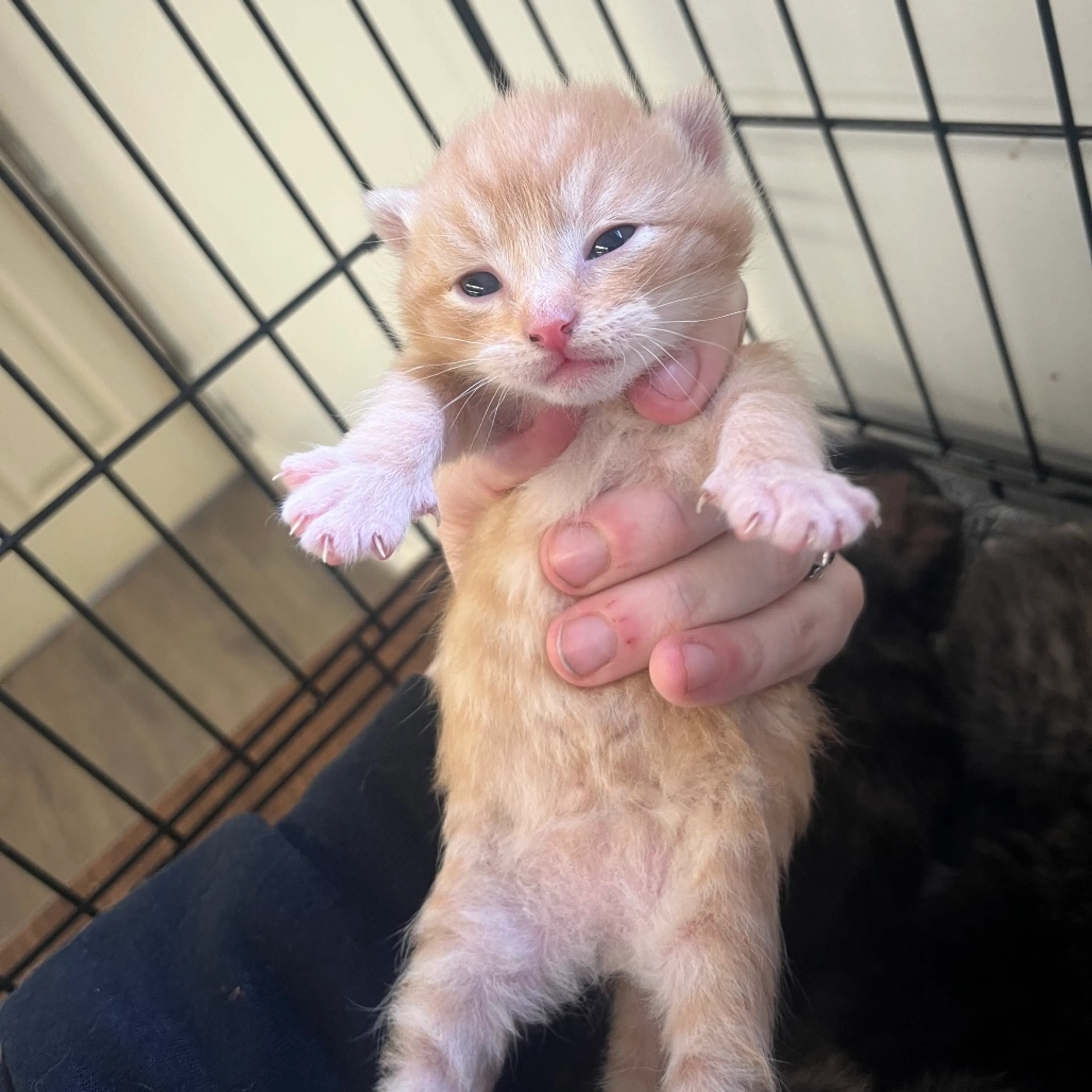 Found pet