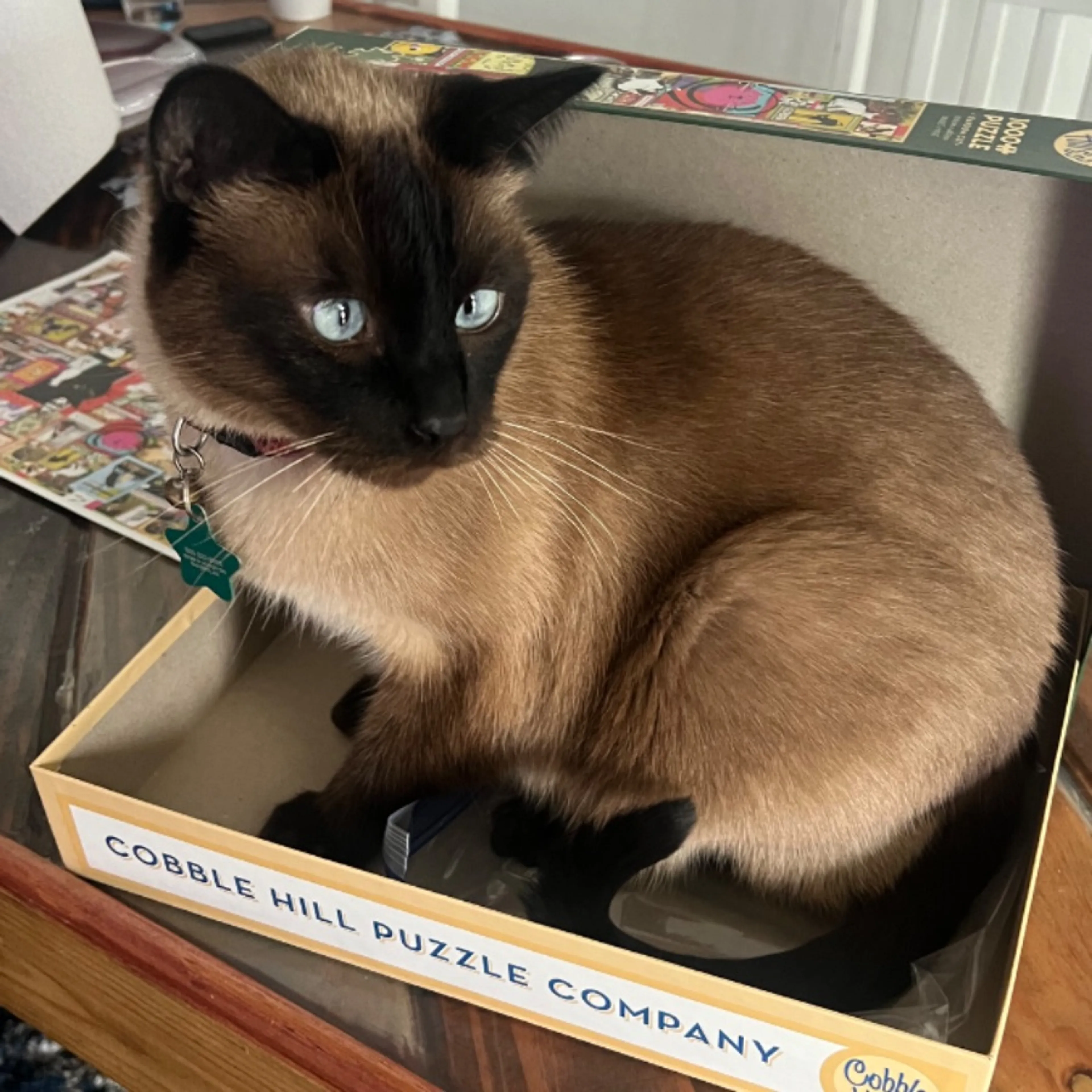 Lost pet-0