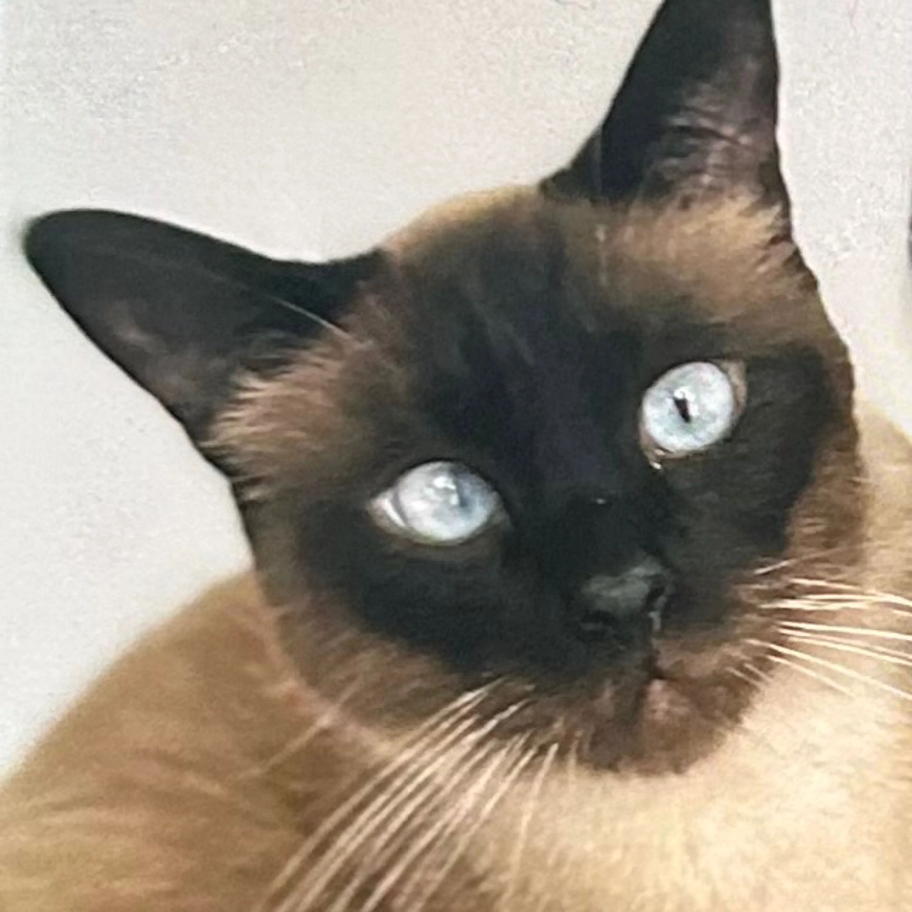 Lost pet-1