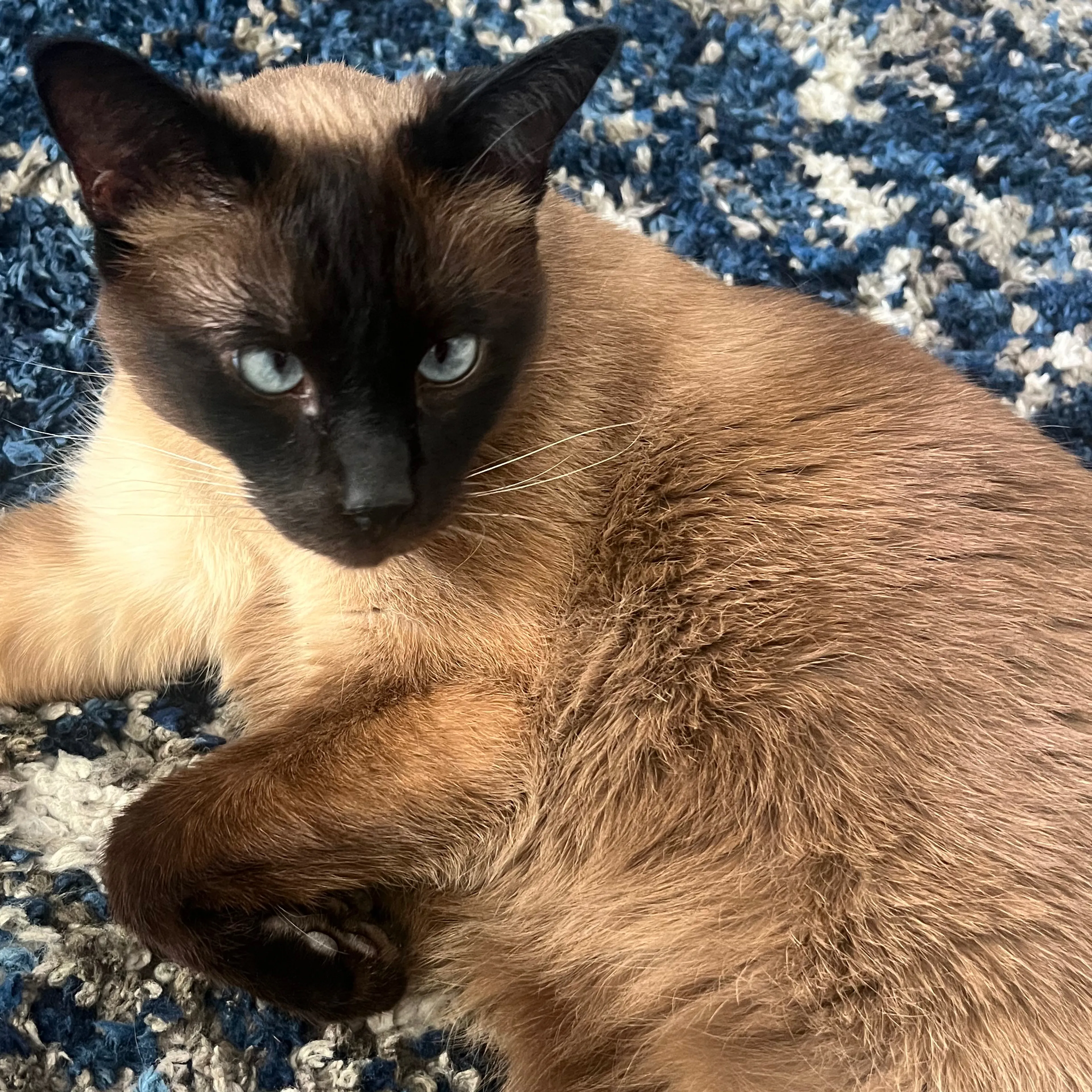 Lost pet-2