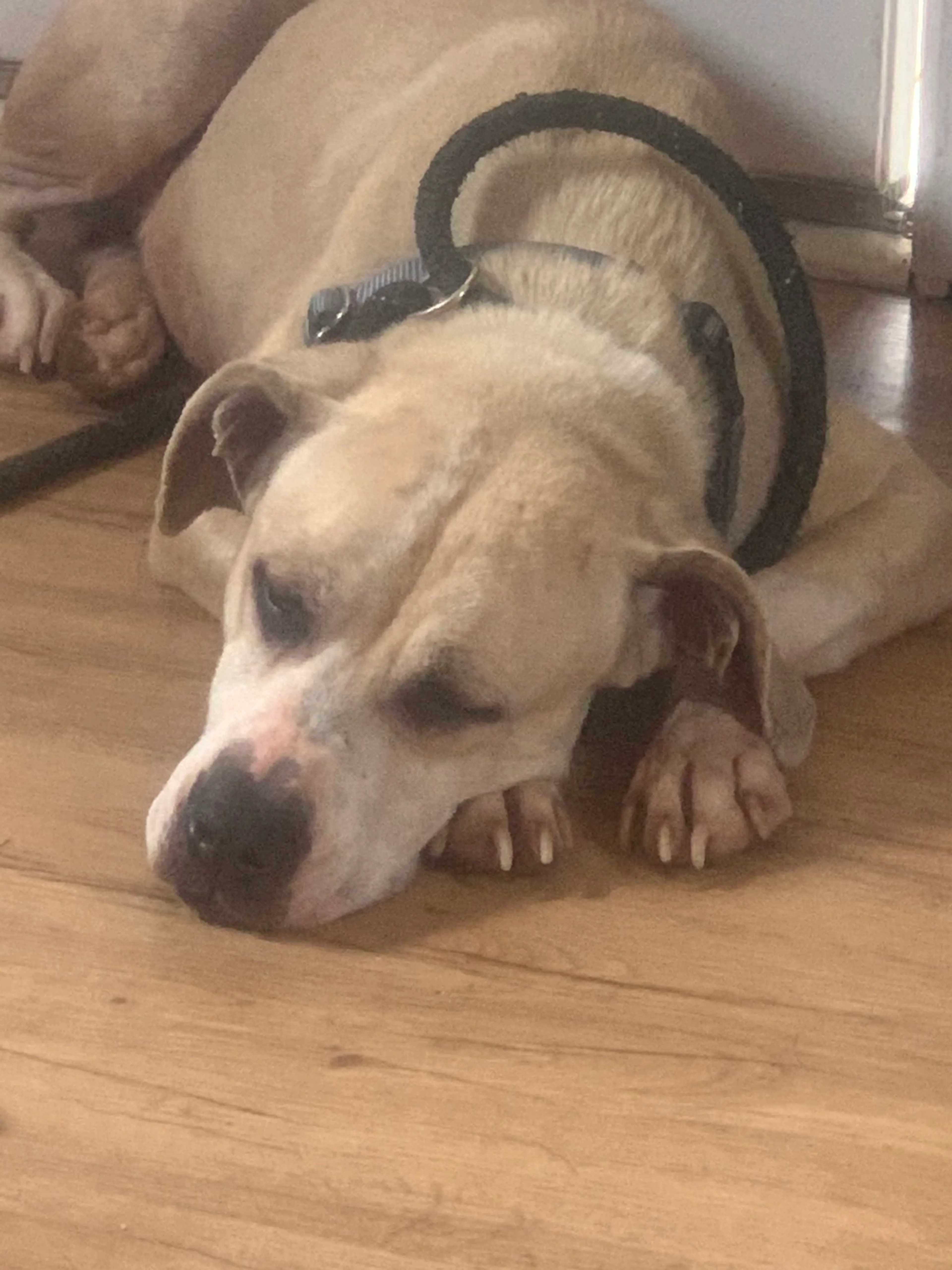Found pet-3