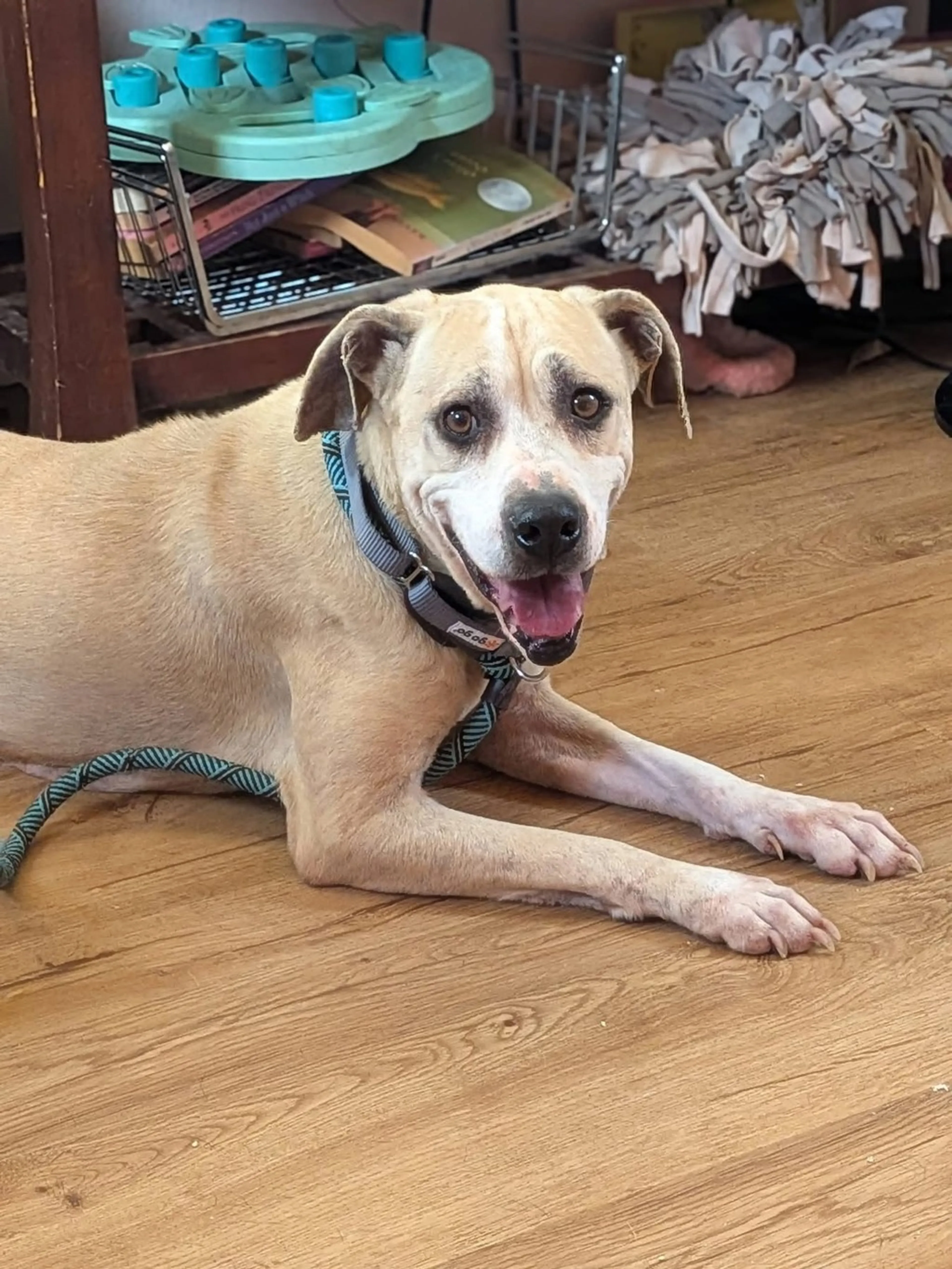 Found pet-4