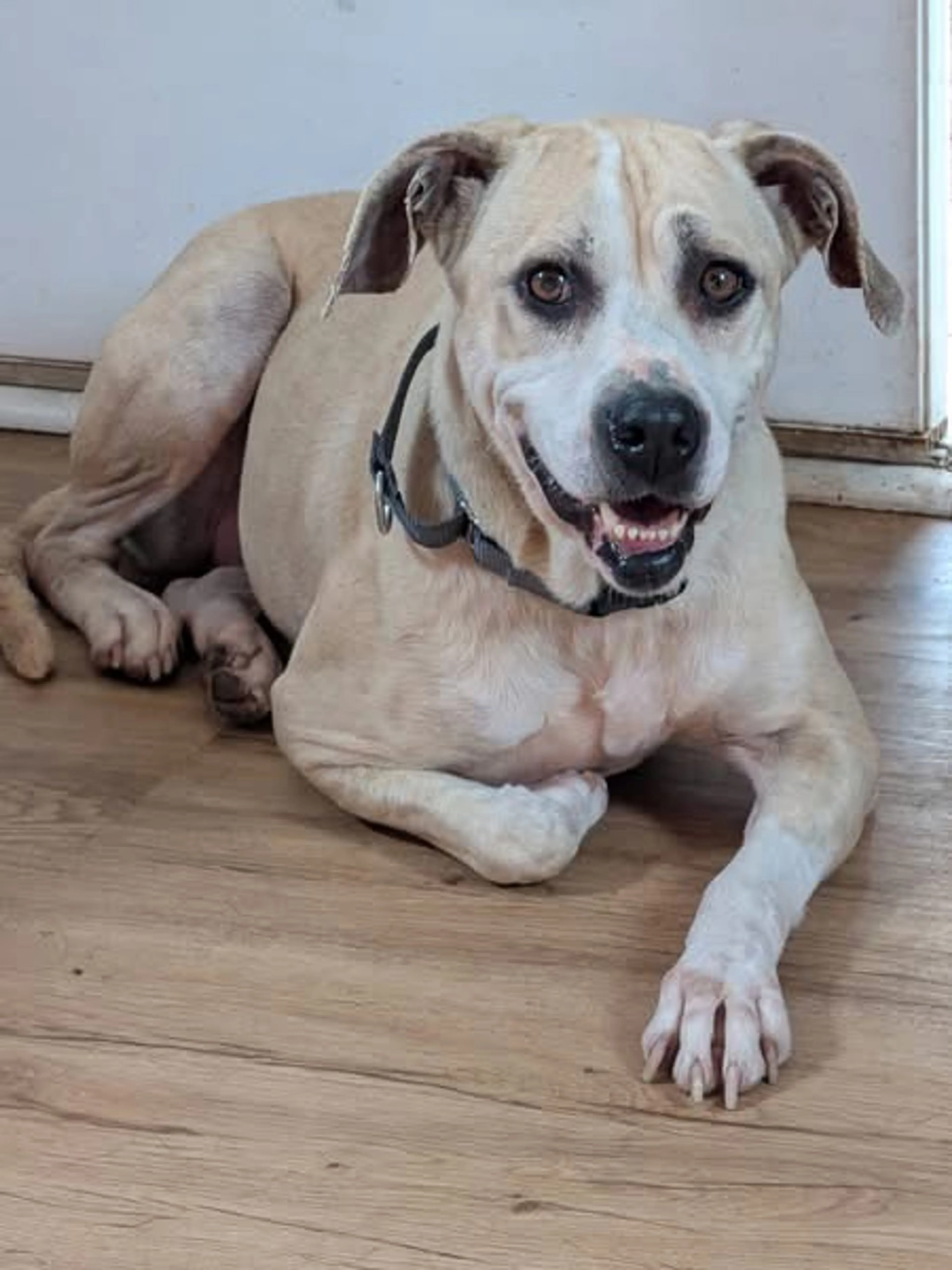 Found pet-3