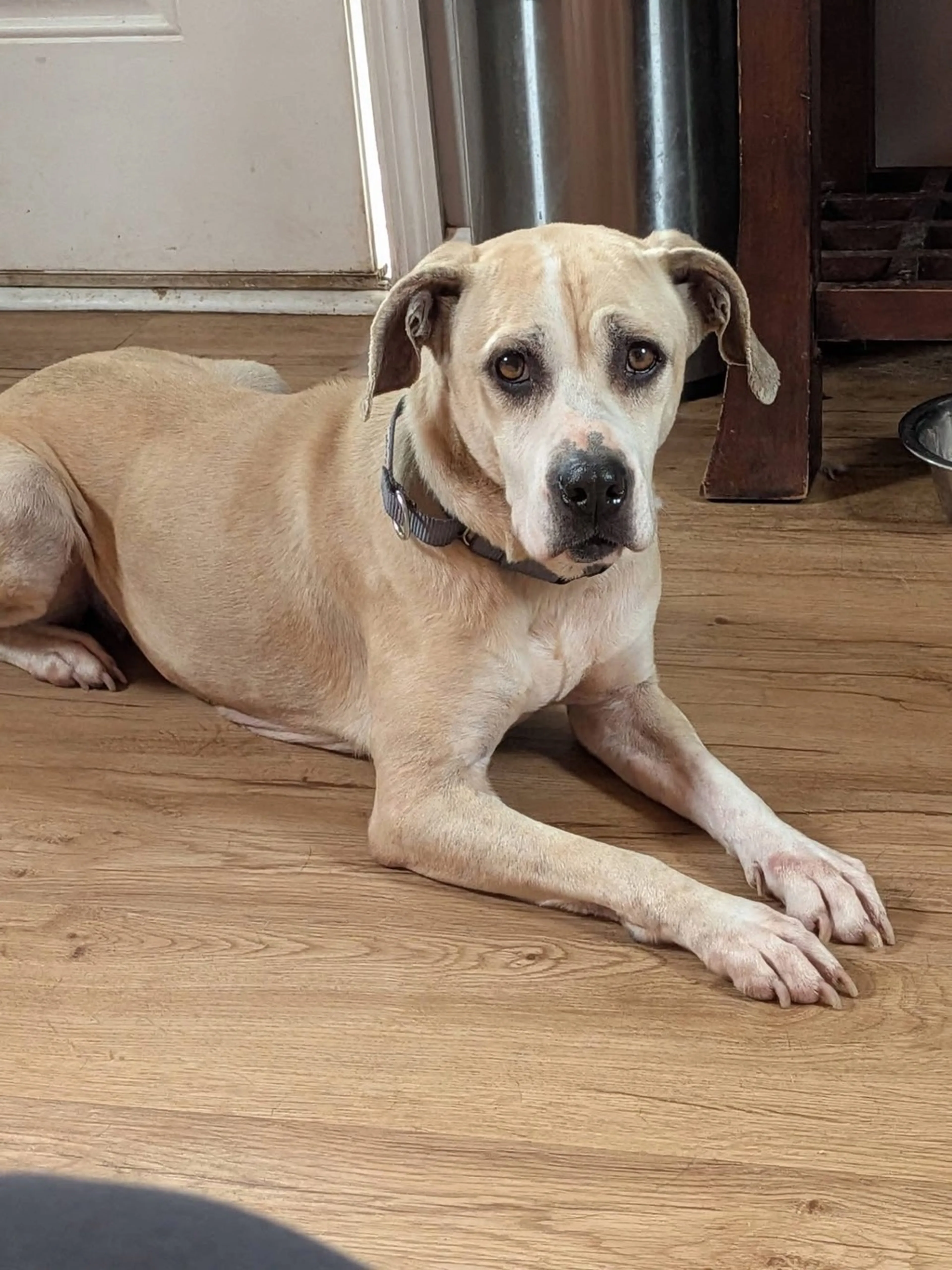 Found pet-5