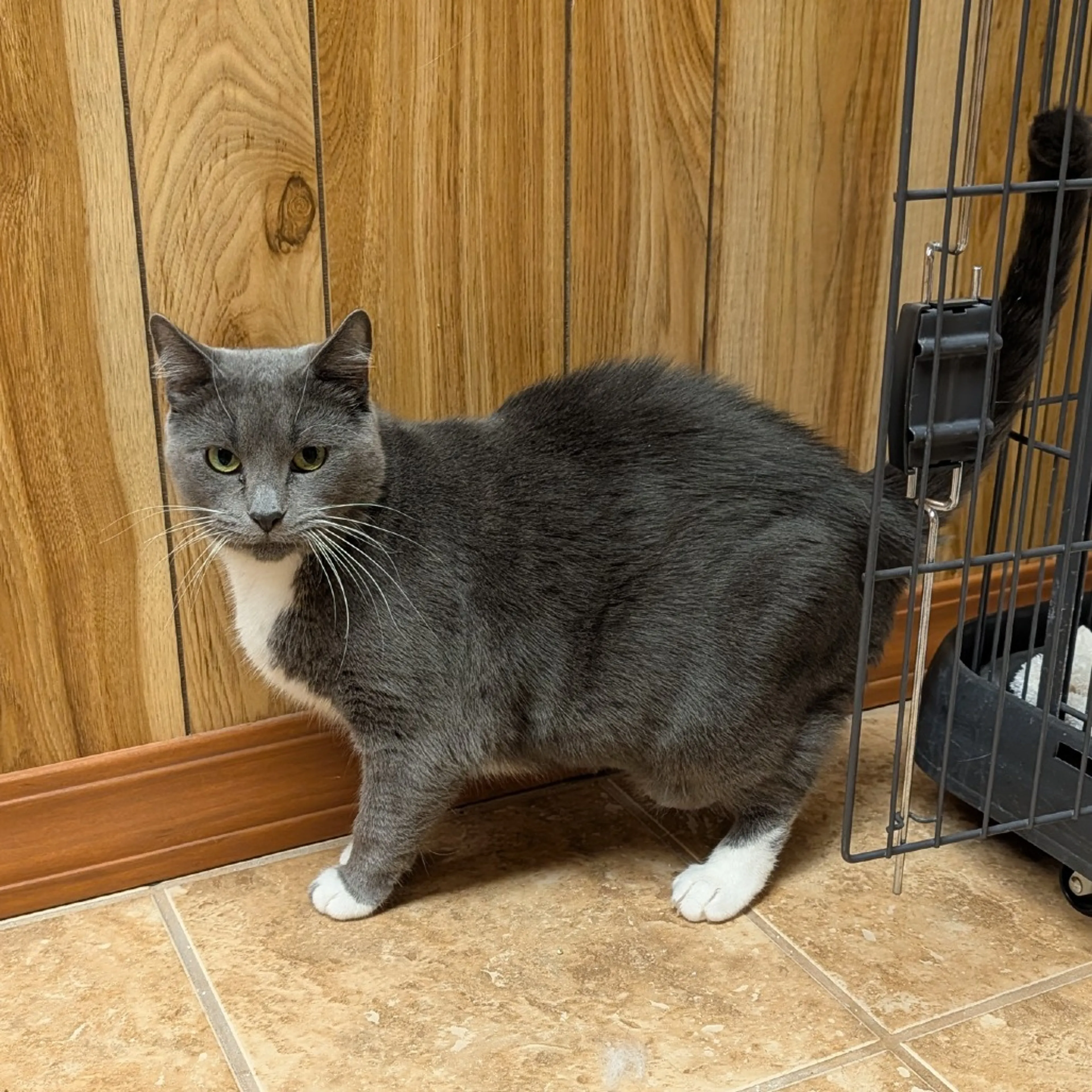 Found pet-1
