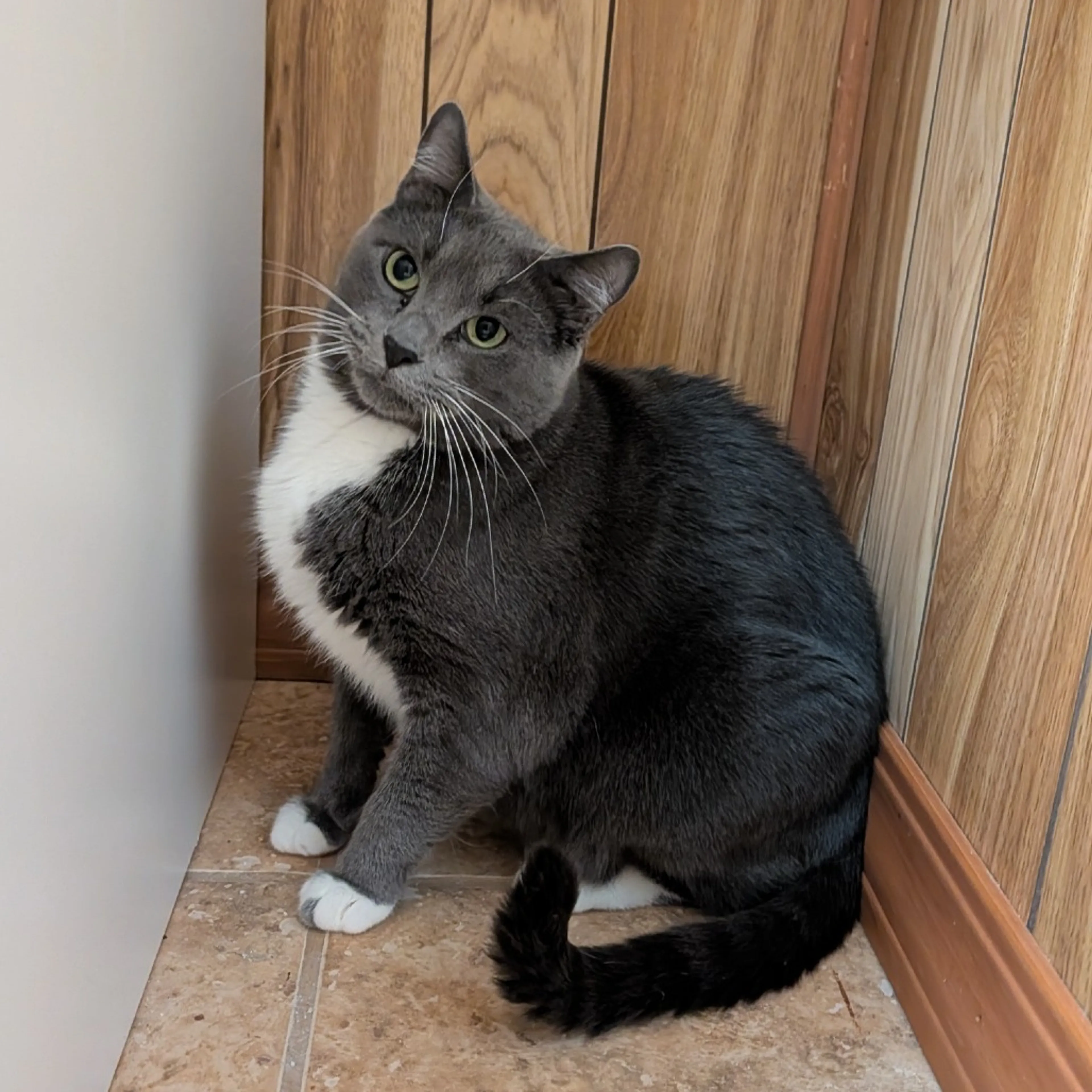 Found pet-0