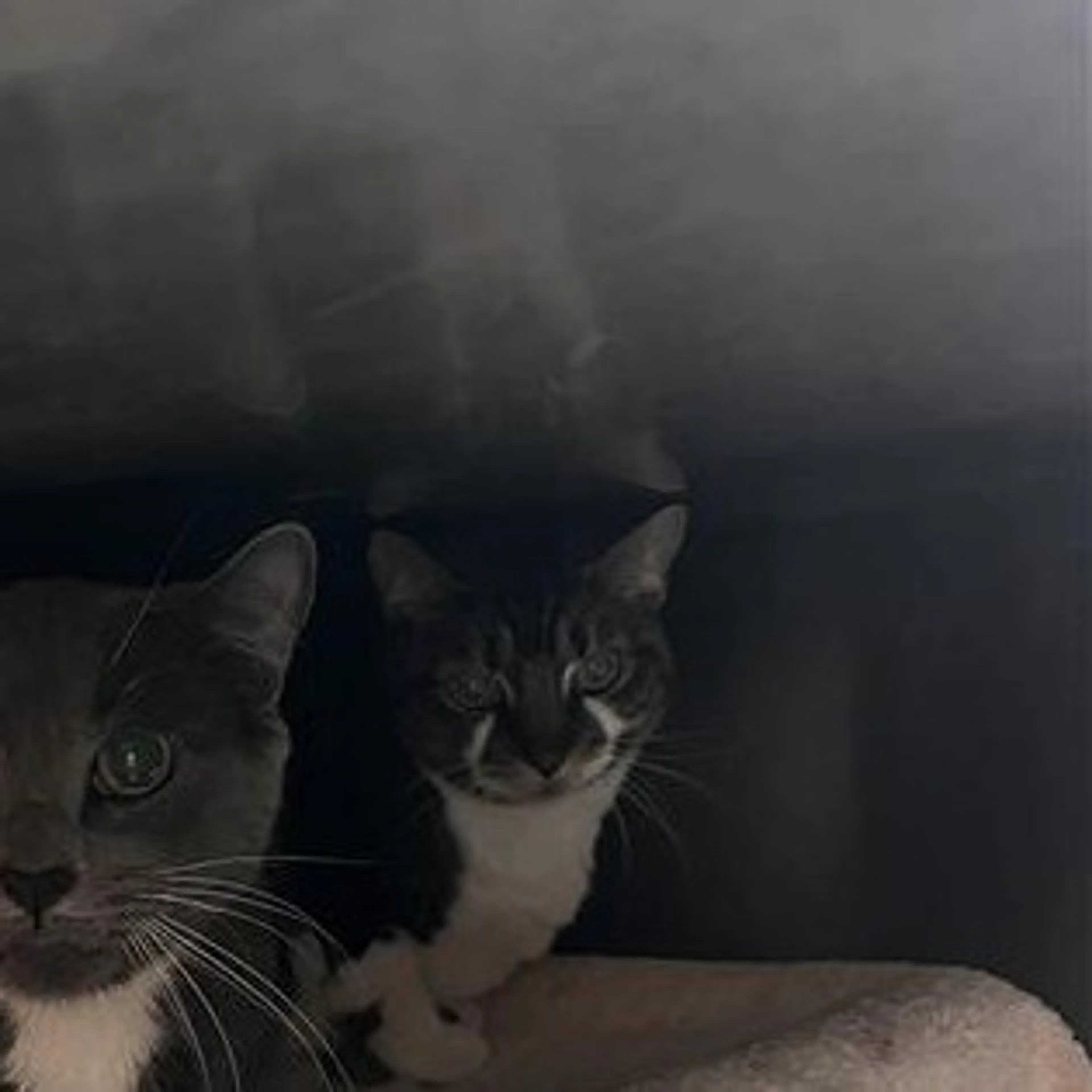 Found pet-1