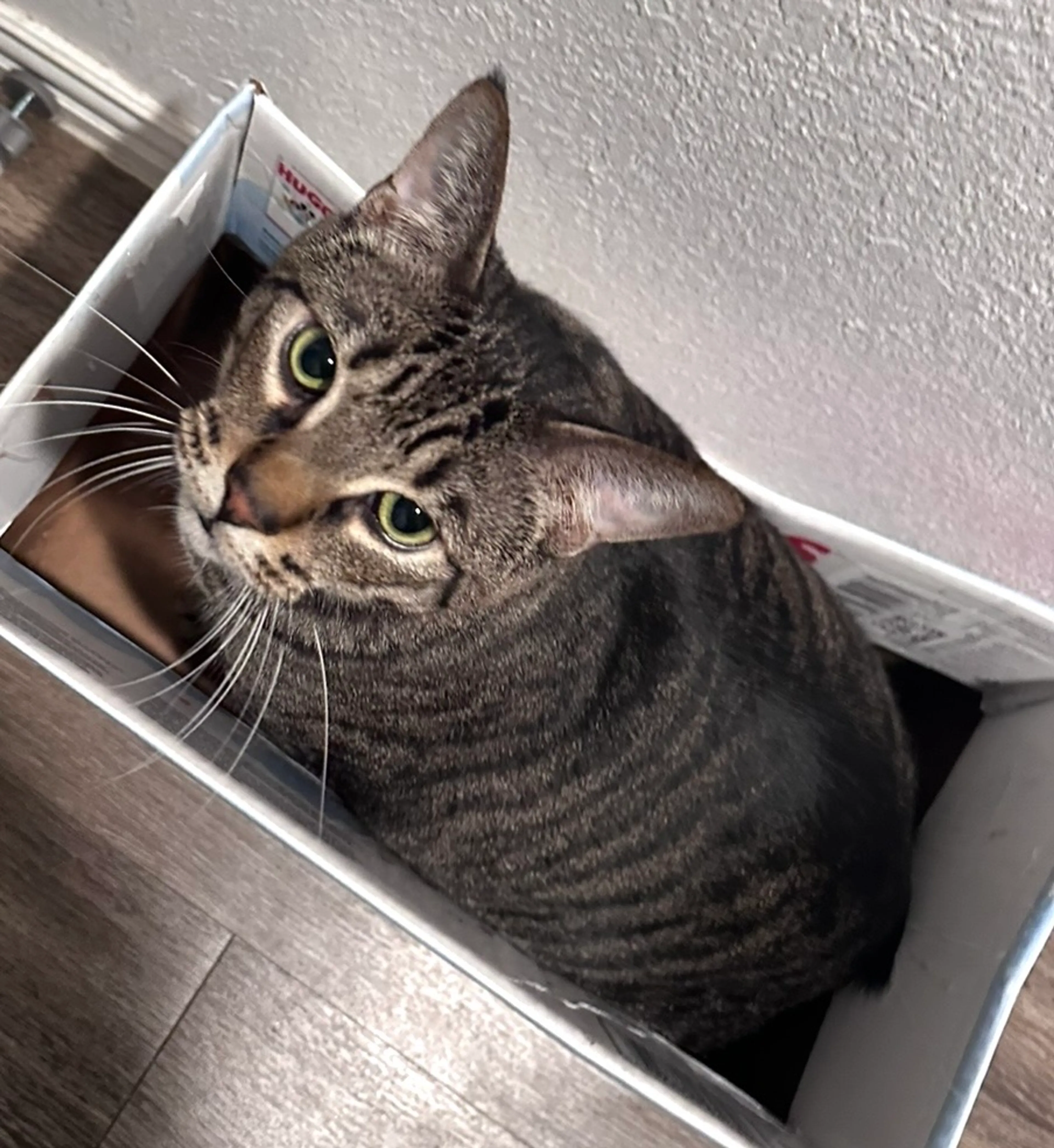 Lost pet