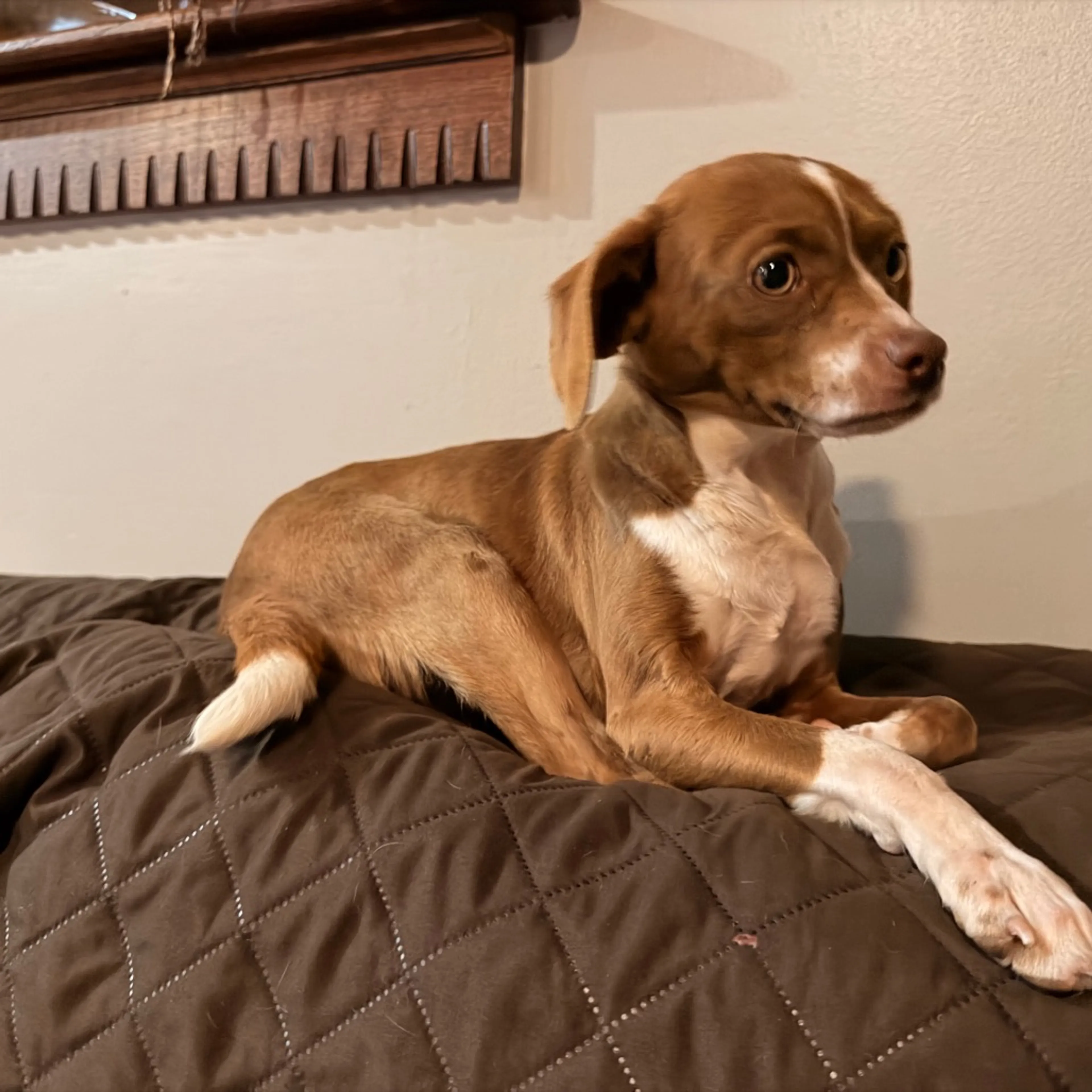 Found pet-1