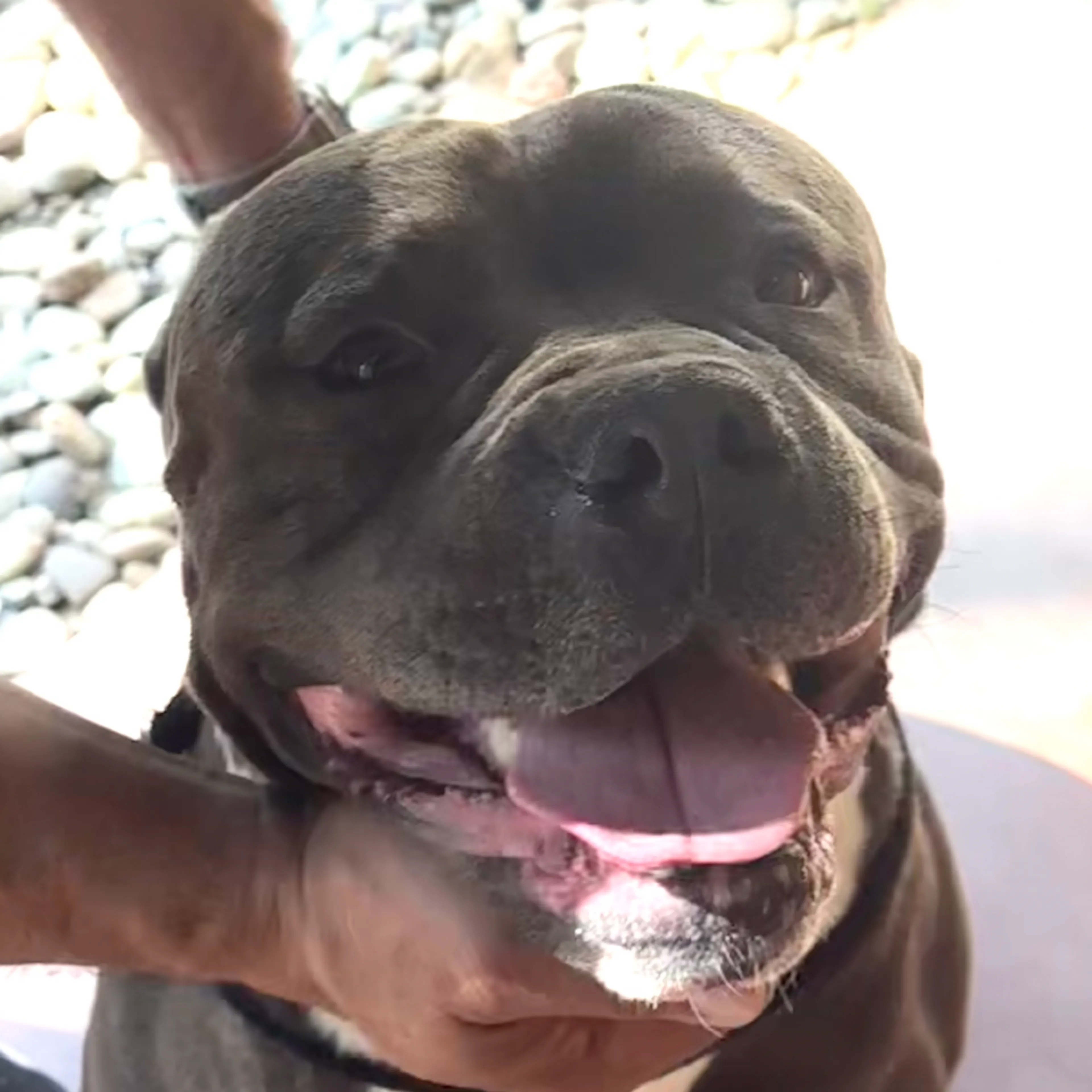 Found pet-1