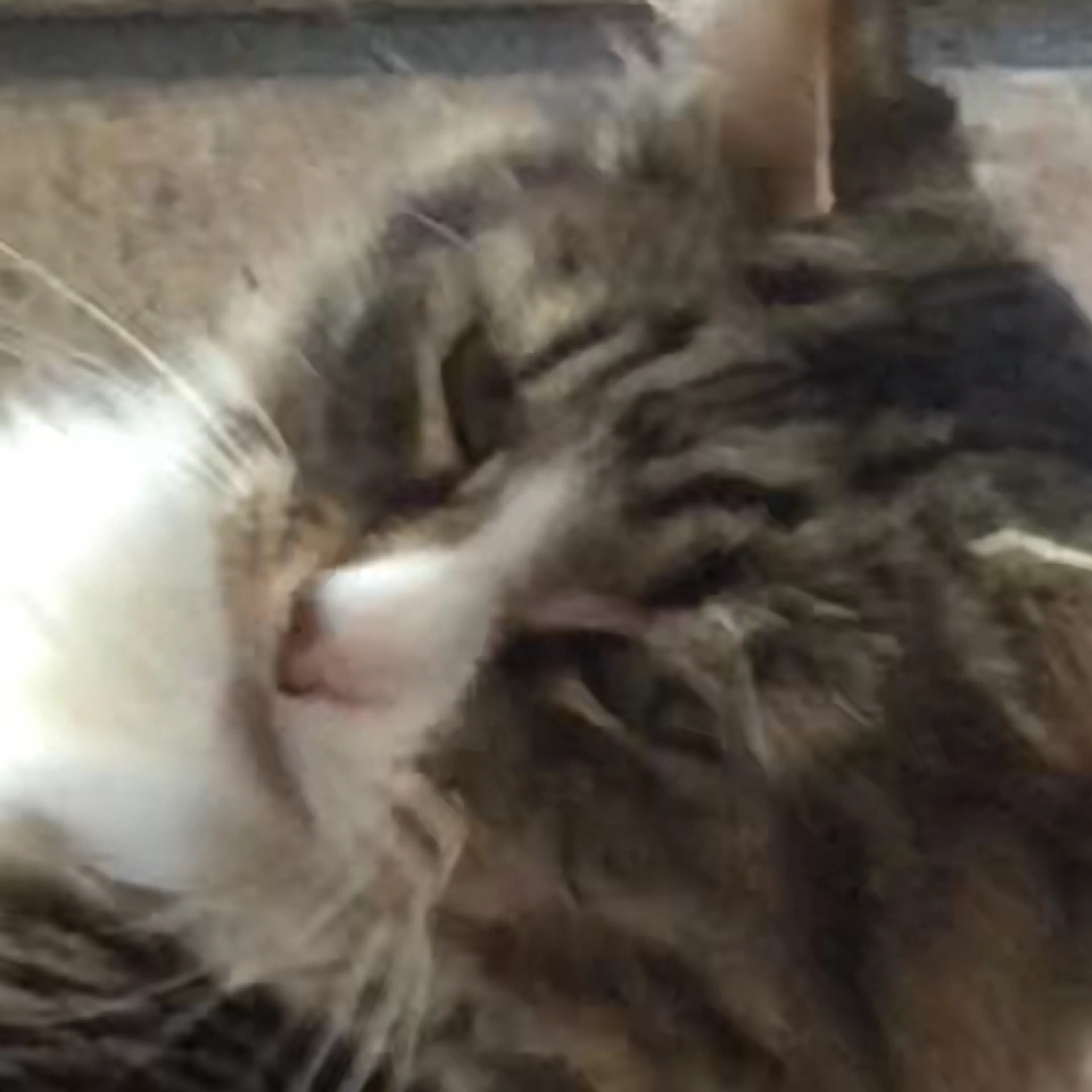 Lost pet-1