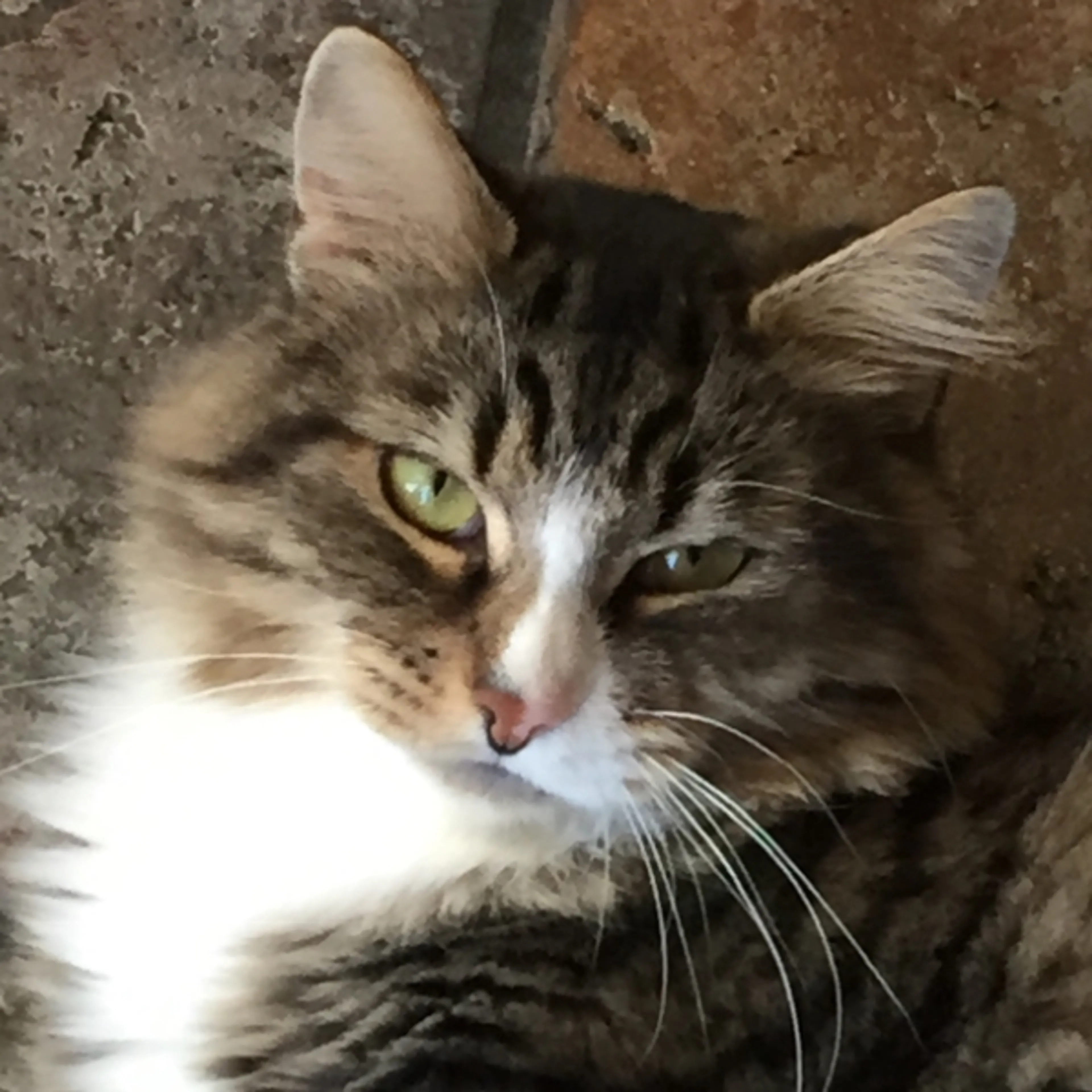 Lost pet-3