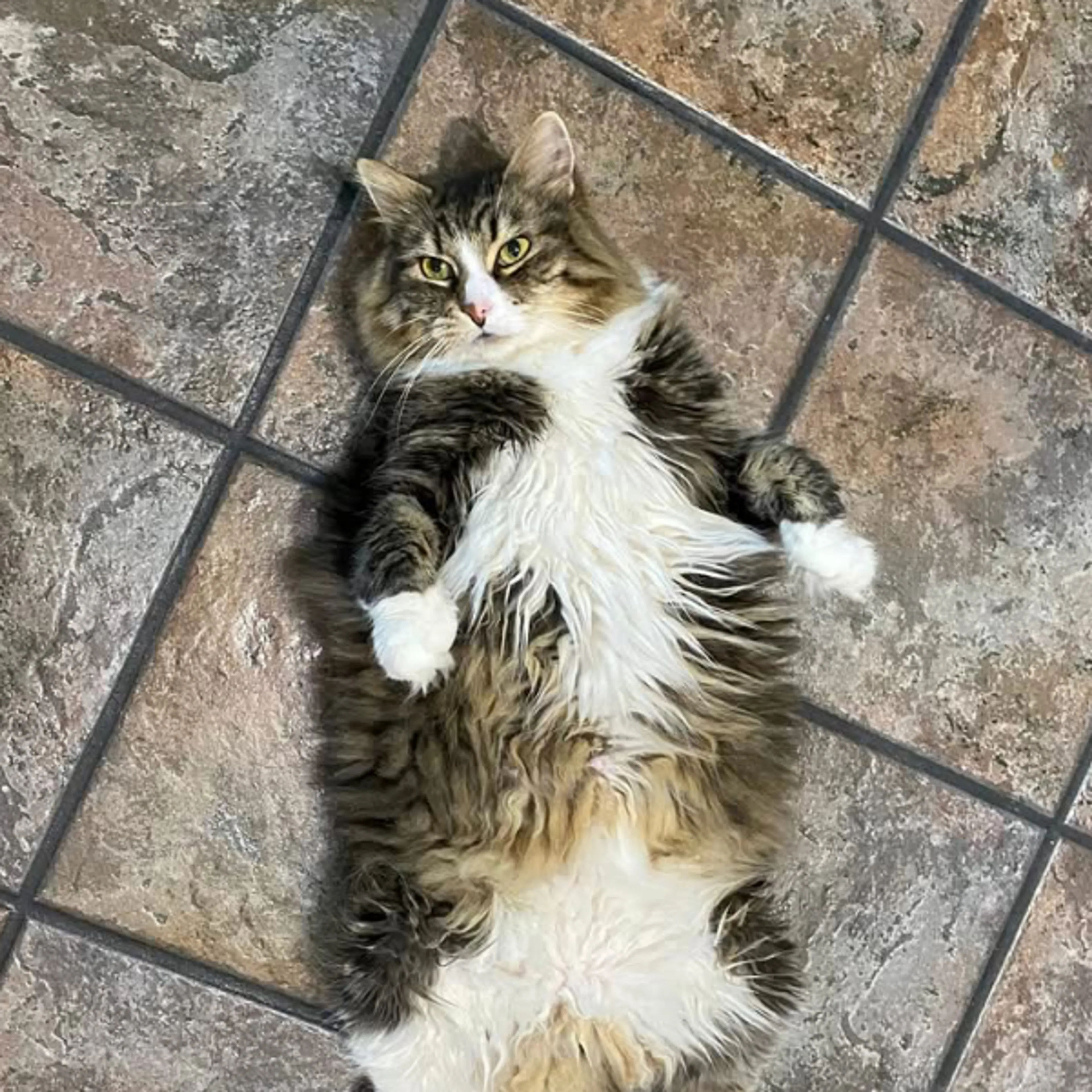 Lost pet-2