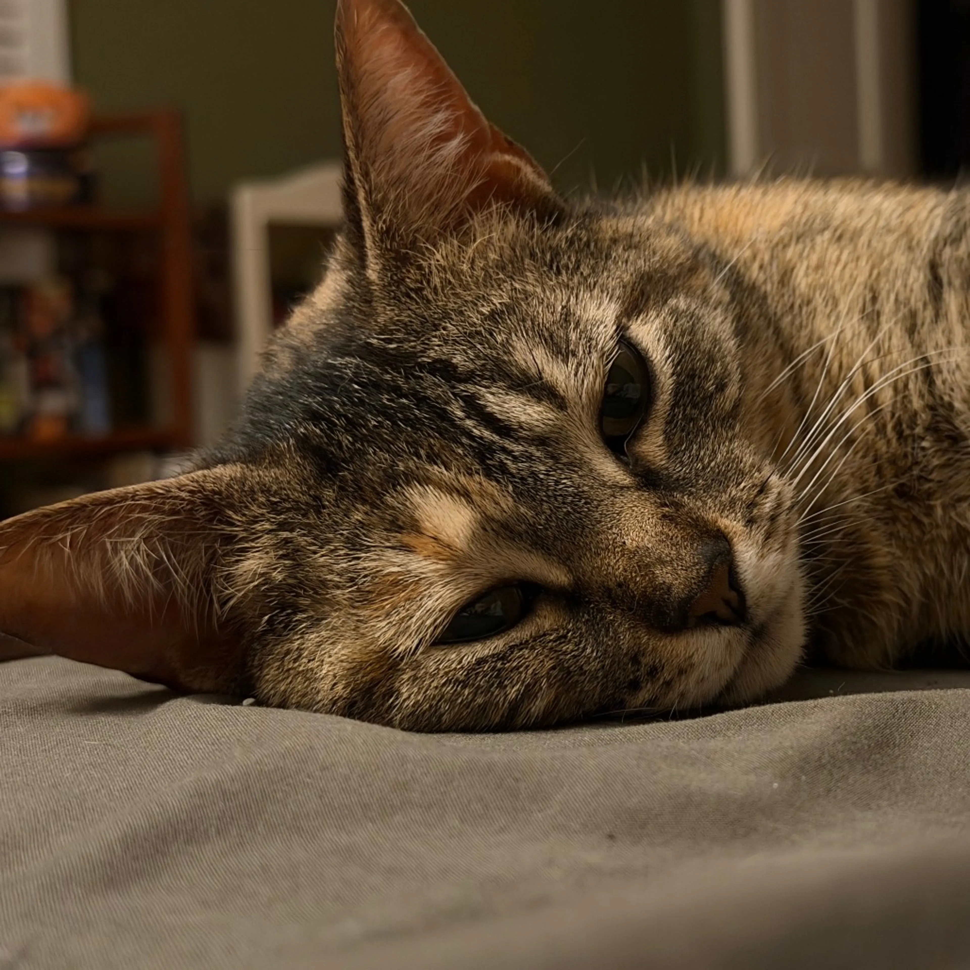 Found pet-2