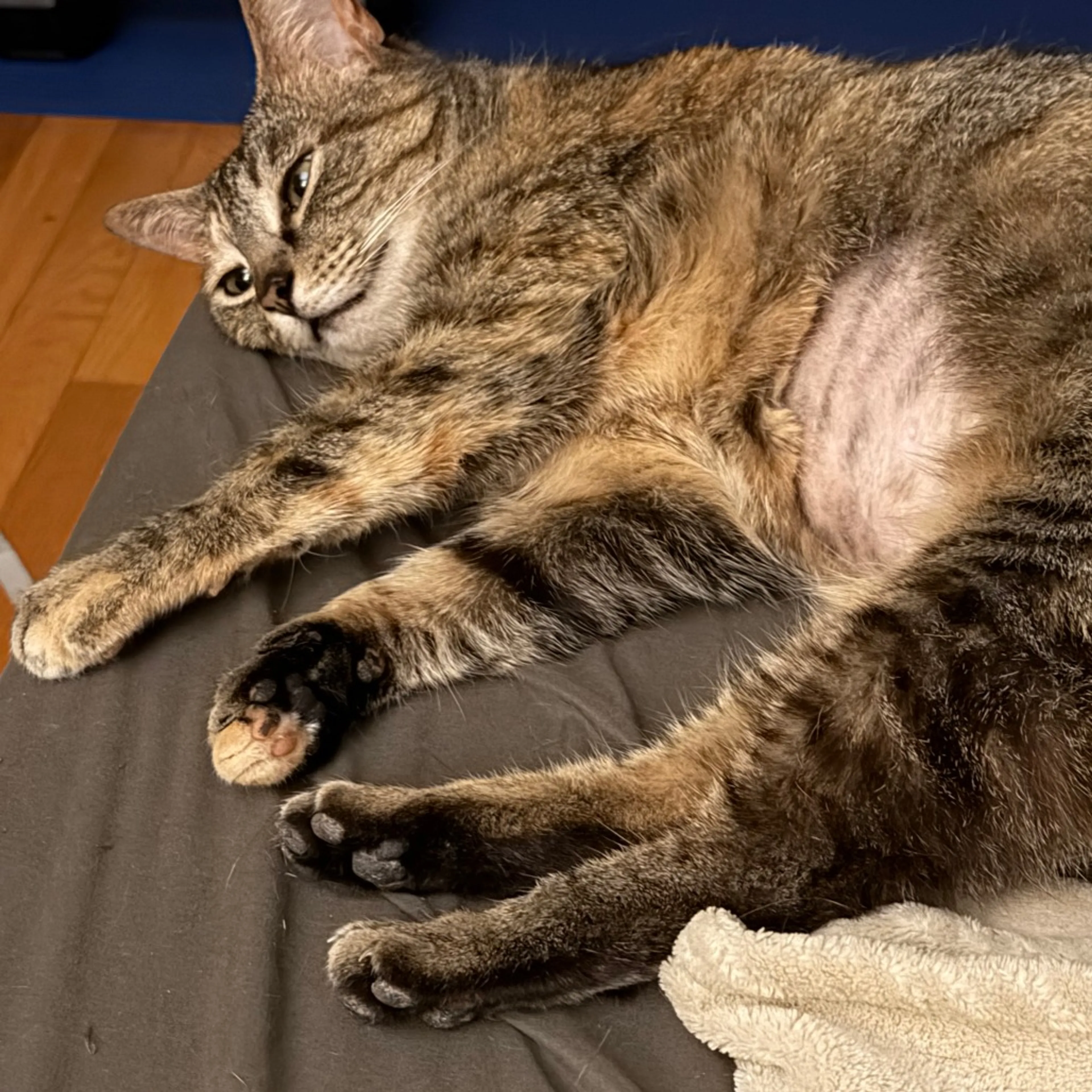 Found pet-5