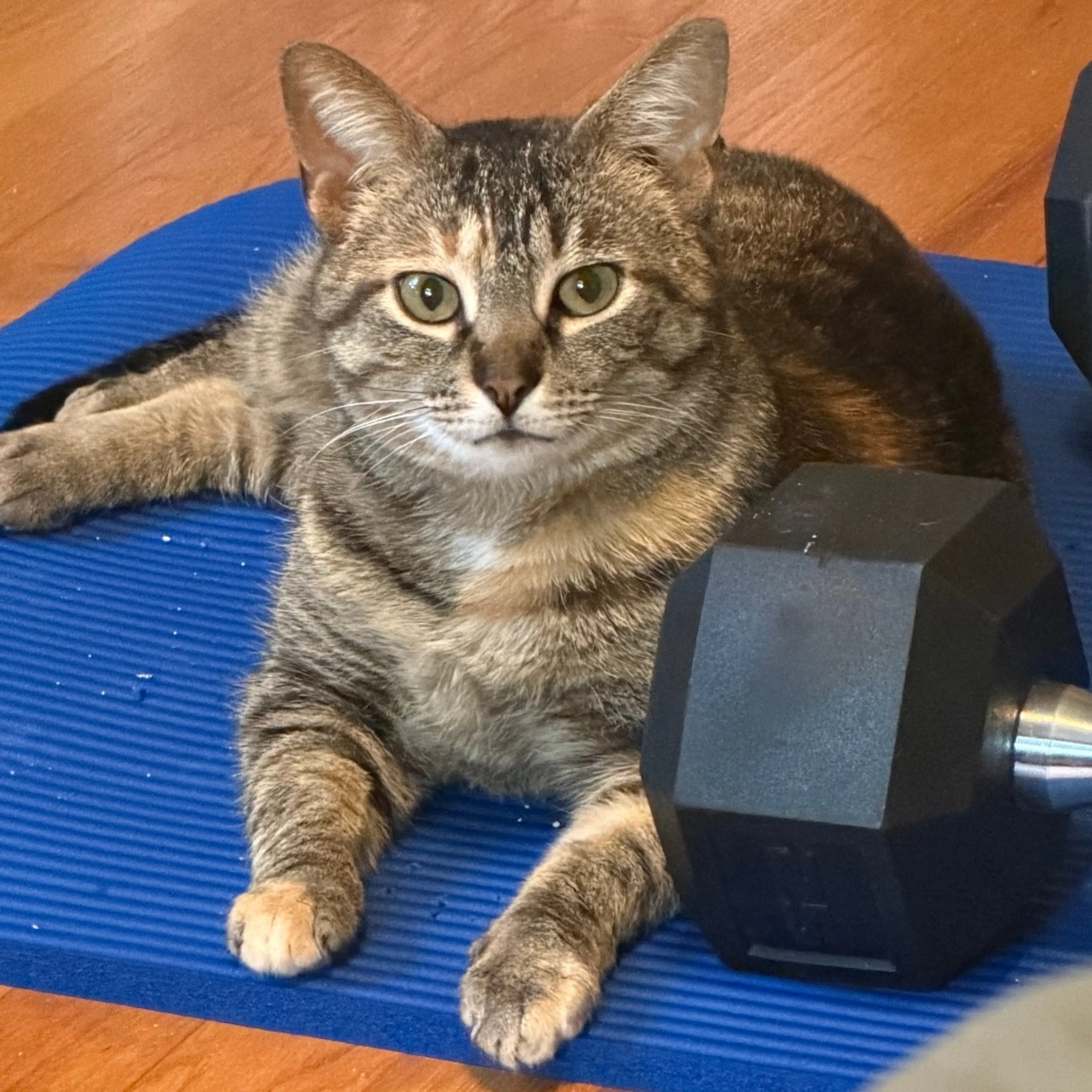 Found pet-0