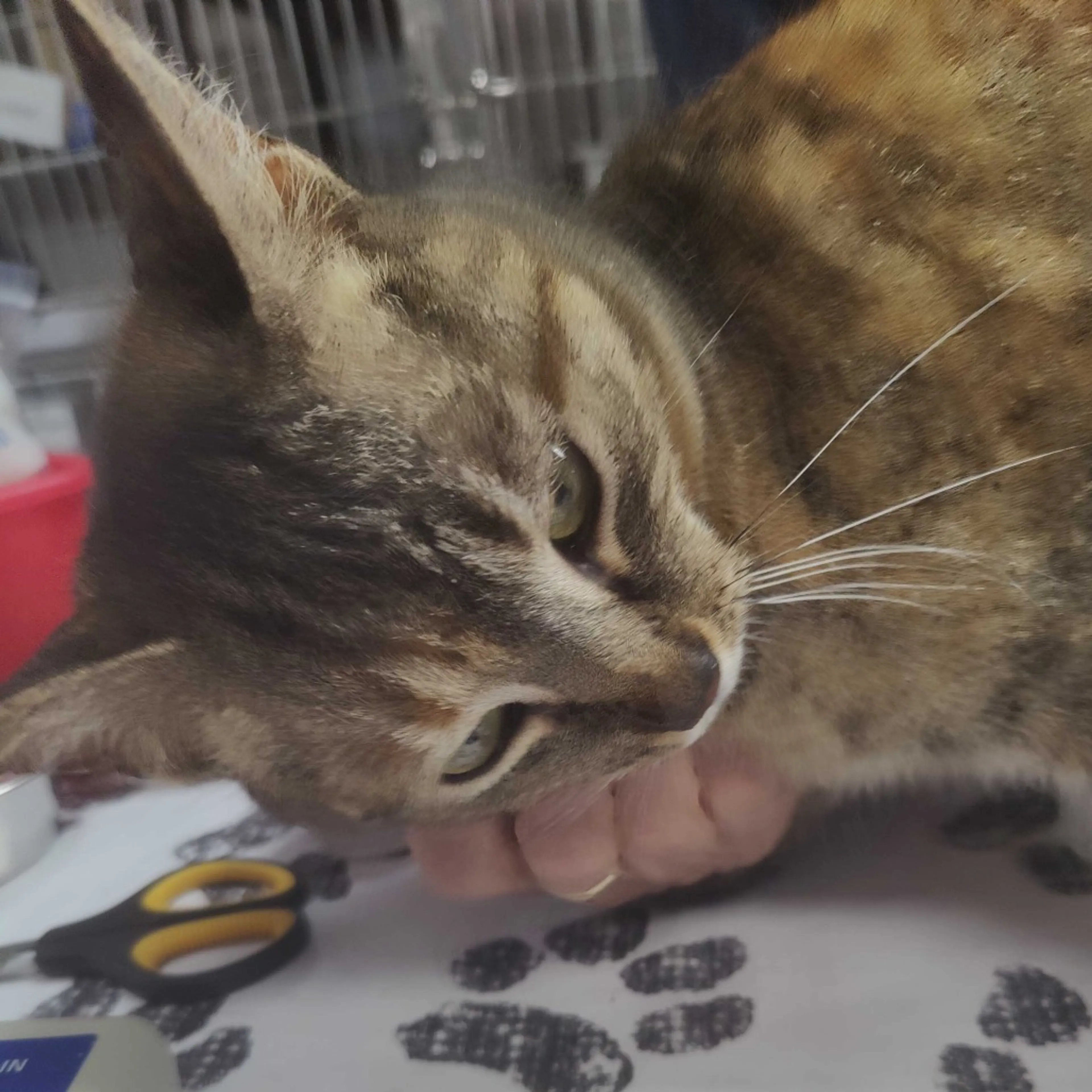 Found pet-1