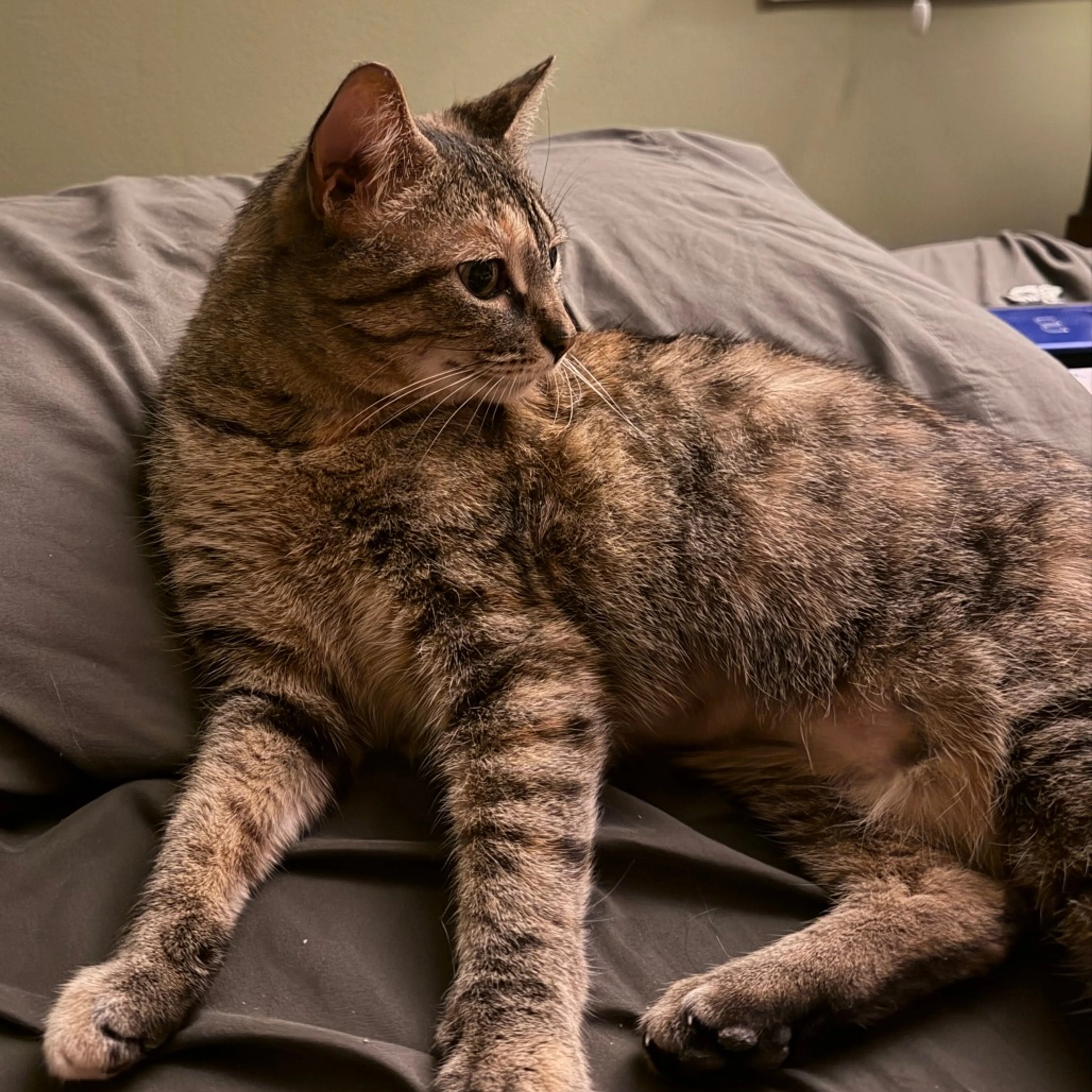 Found pet-4