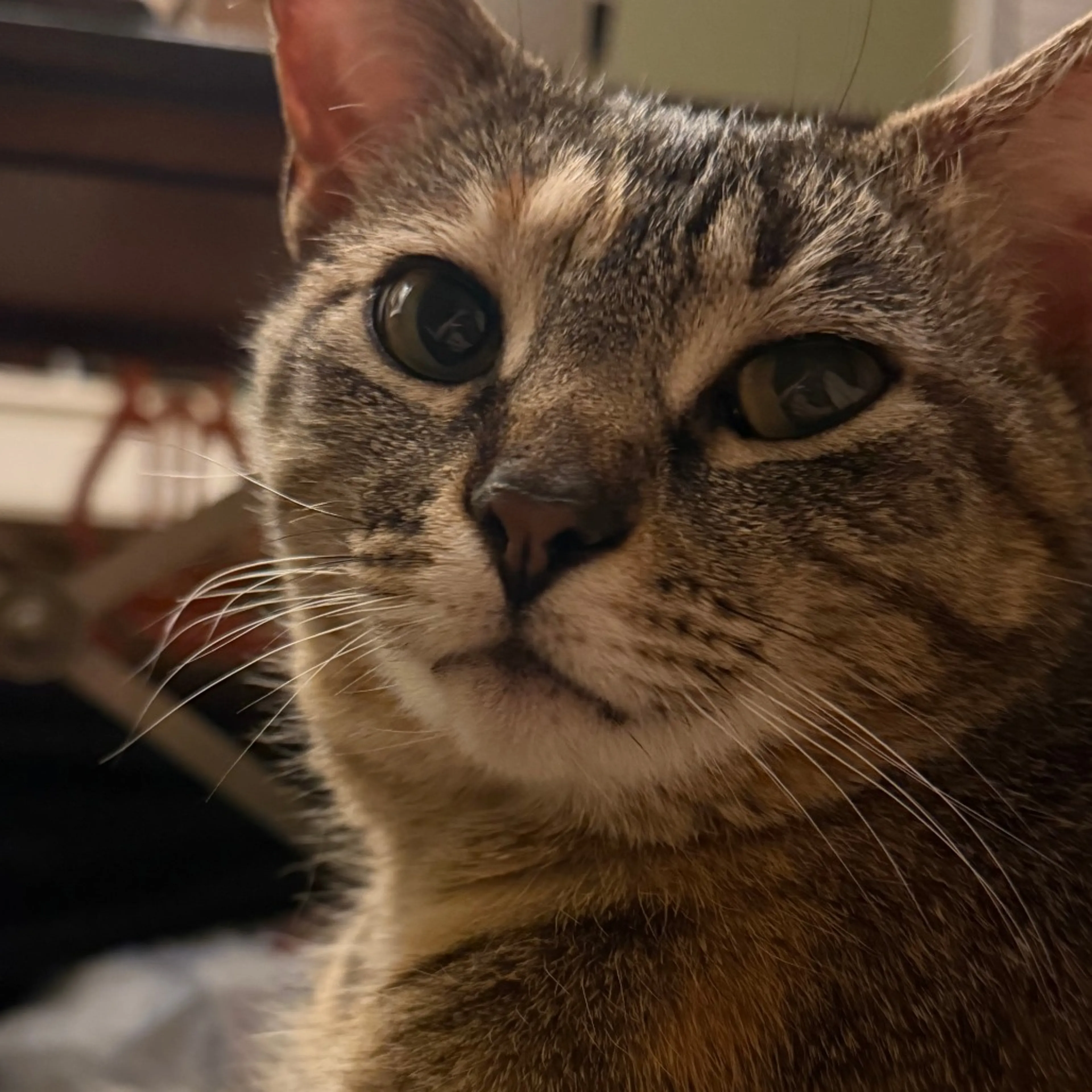 Found pet-3