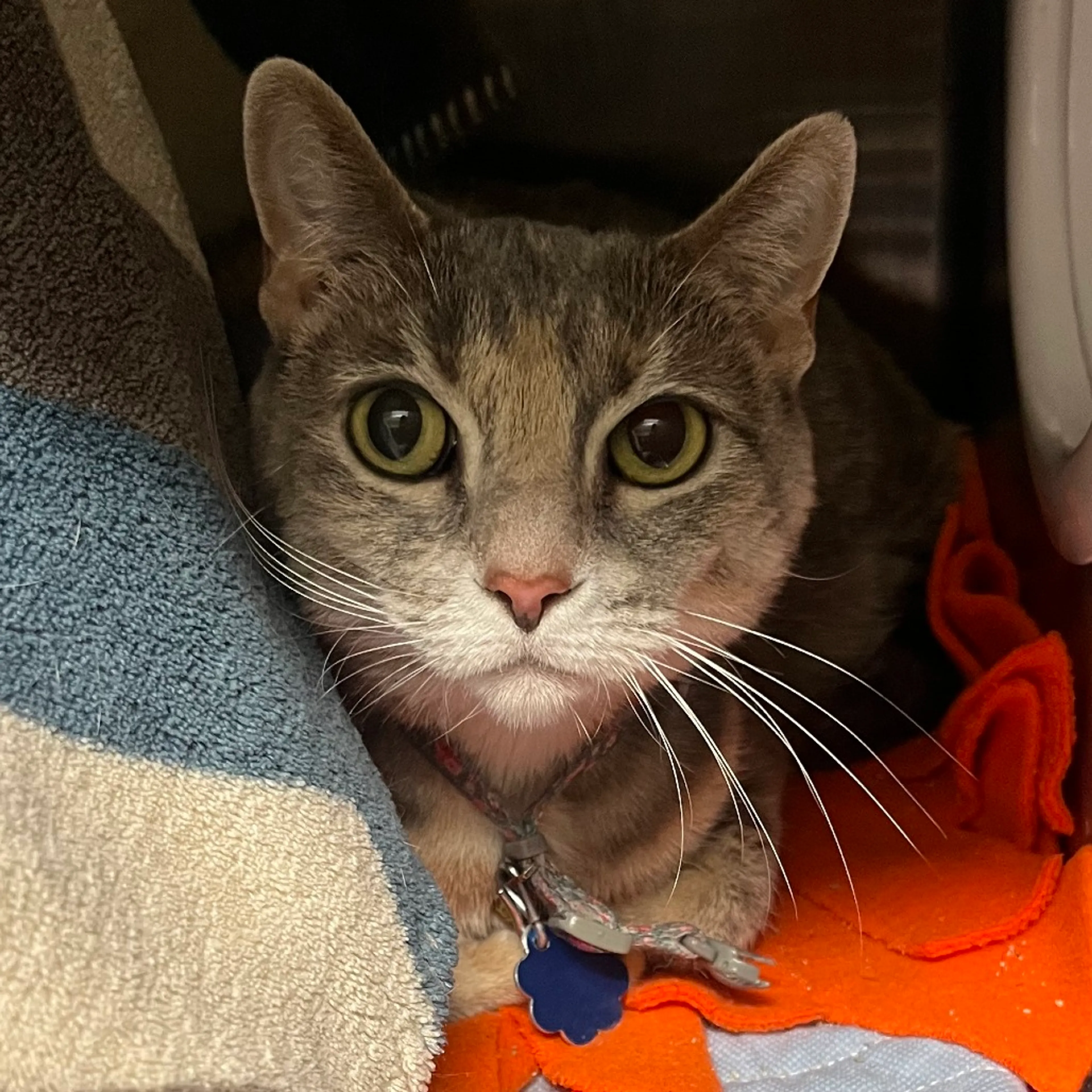 Found pet-1