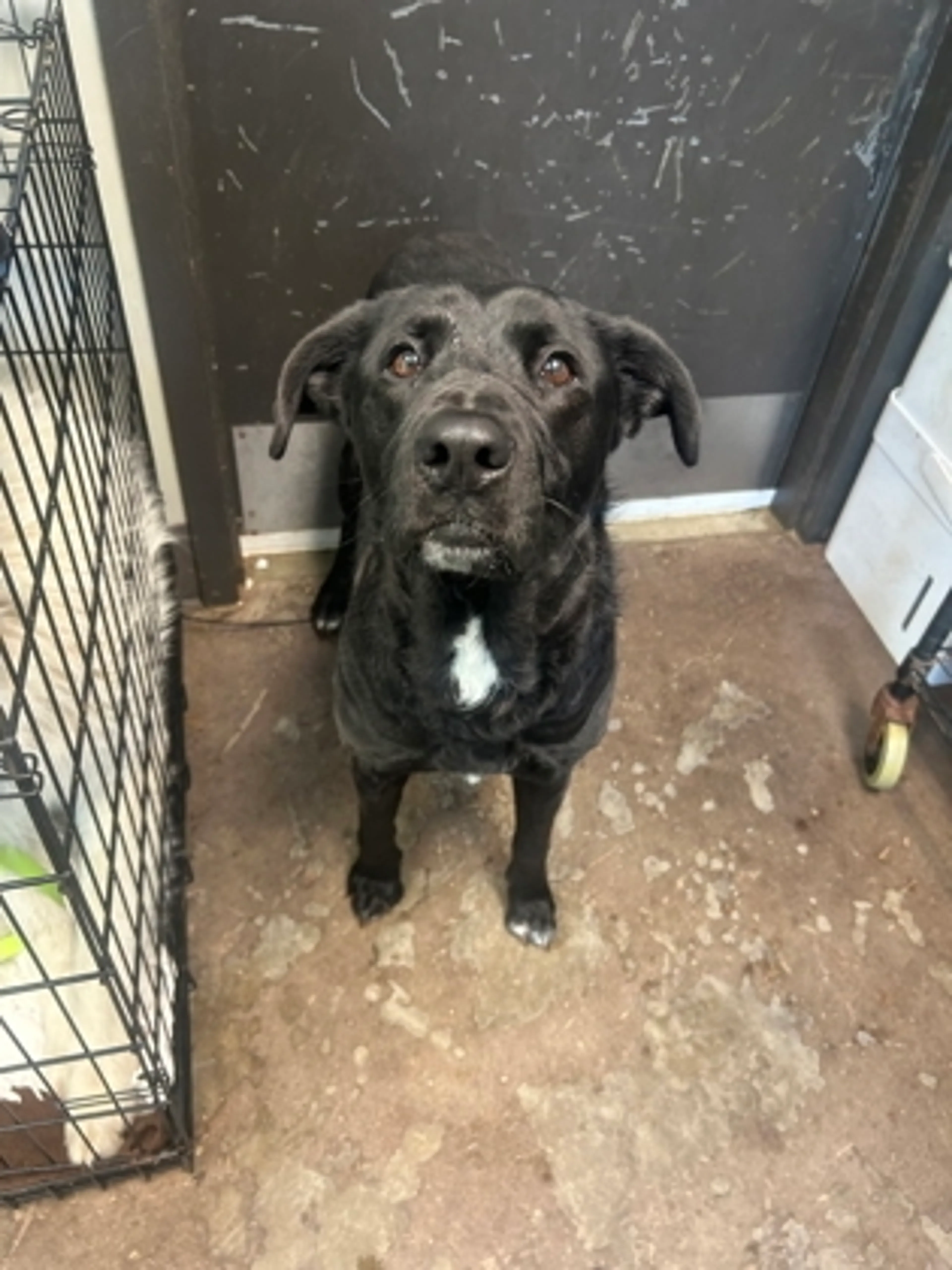 Found pet