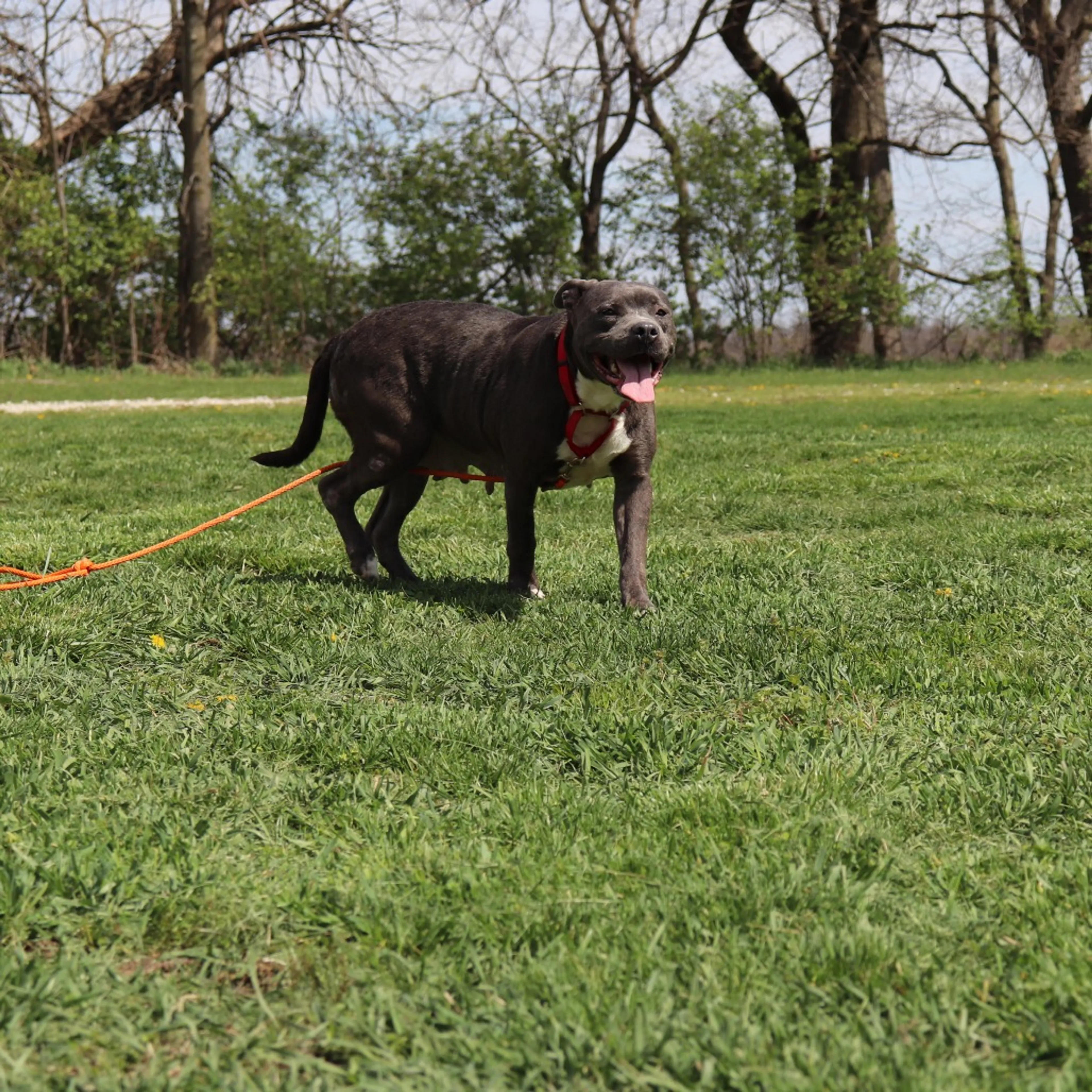 Found pet-8