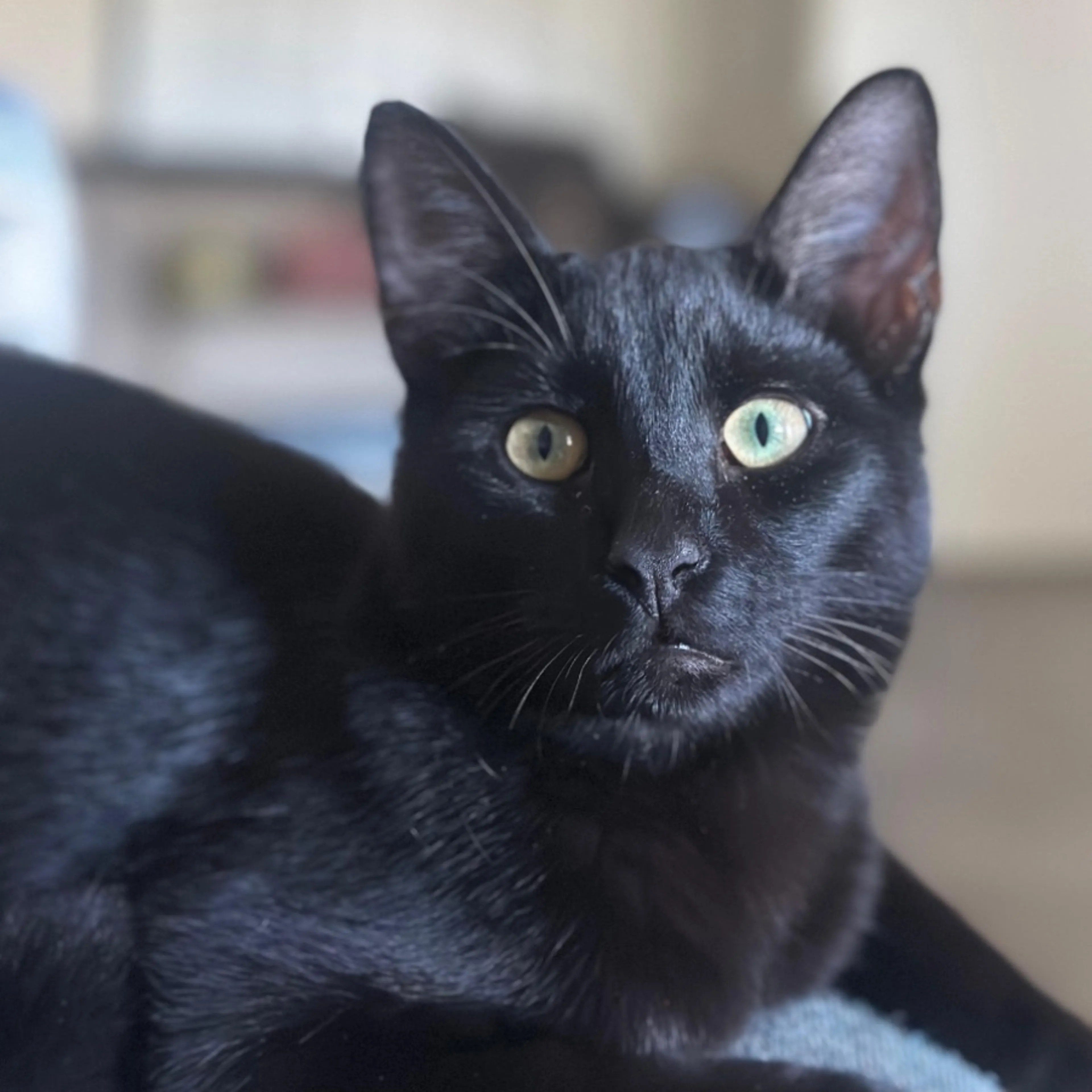 Lost pet