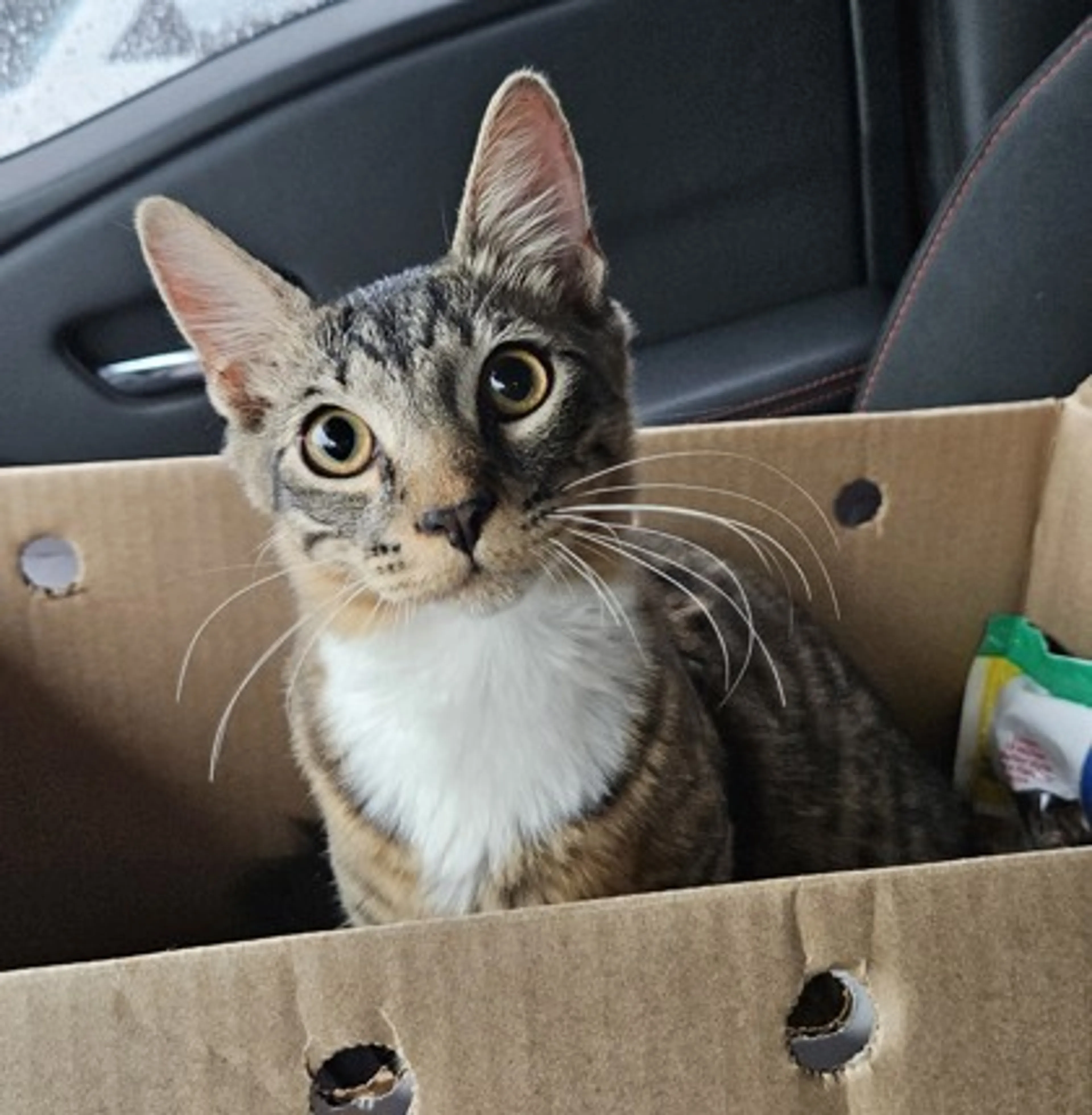 Found pet
