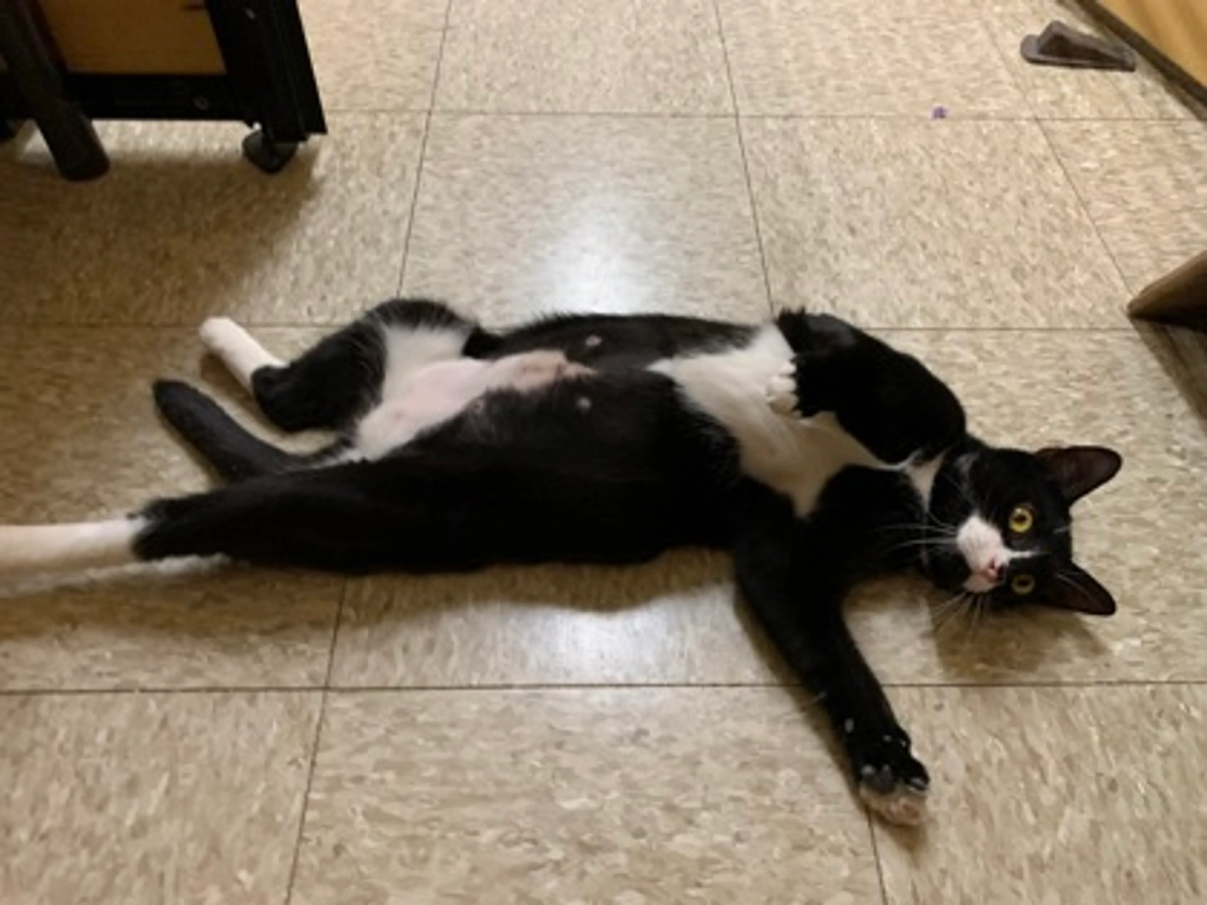Found pet-2
