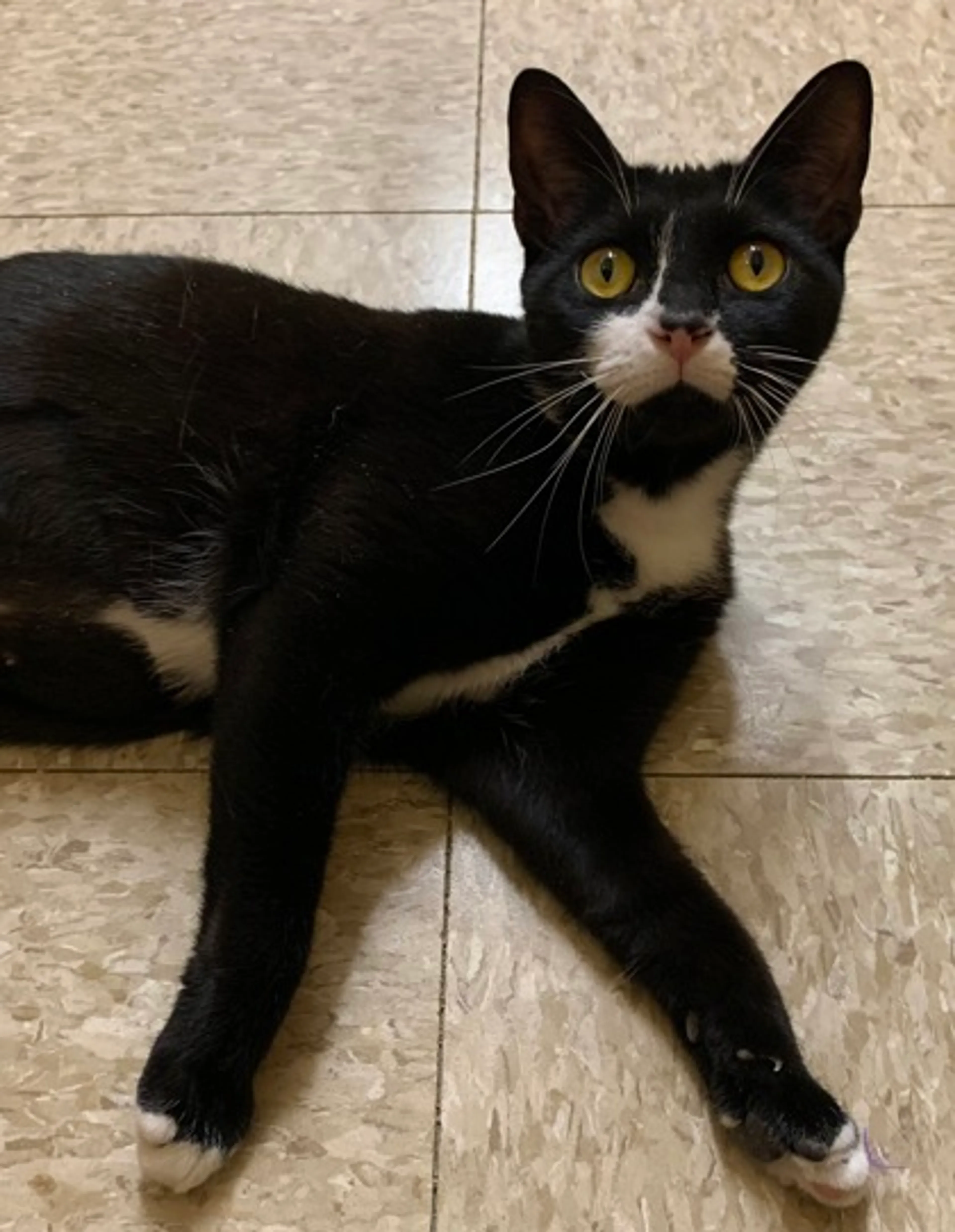 Found pet-1